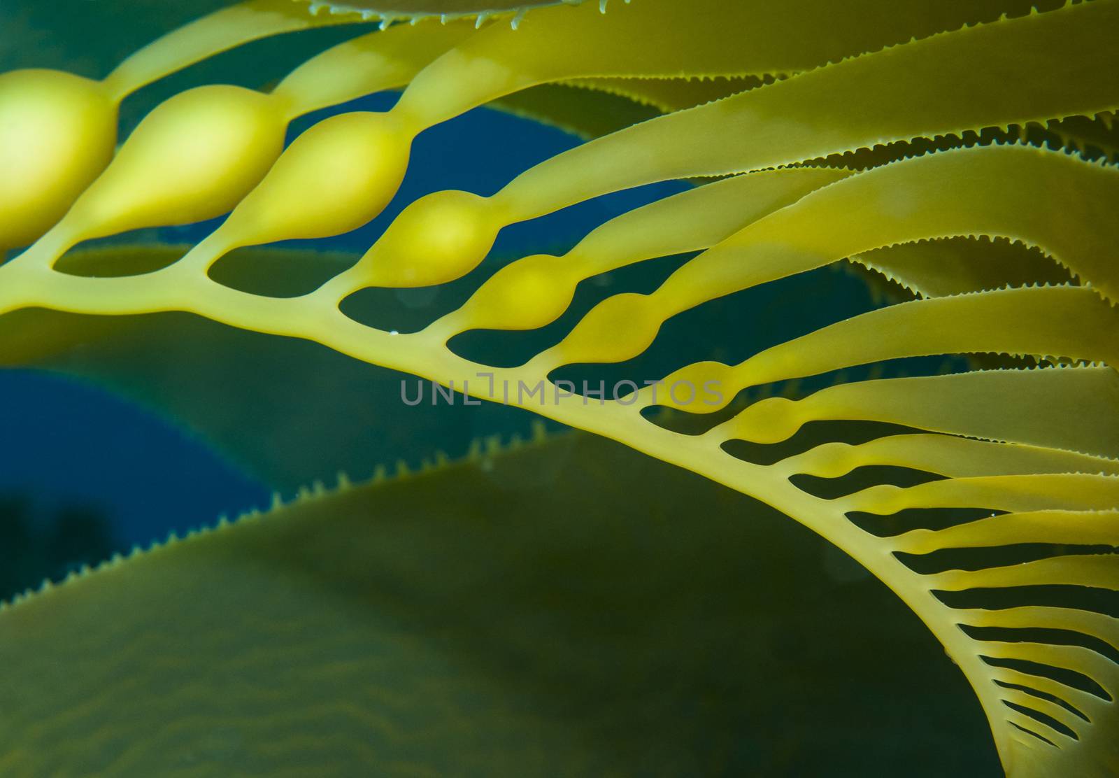 Kelp frond closeup of bladders by Njean