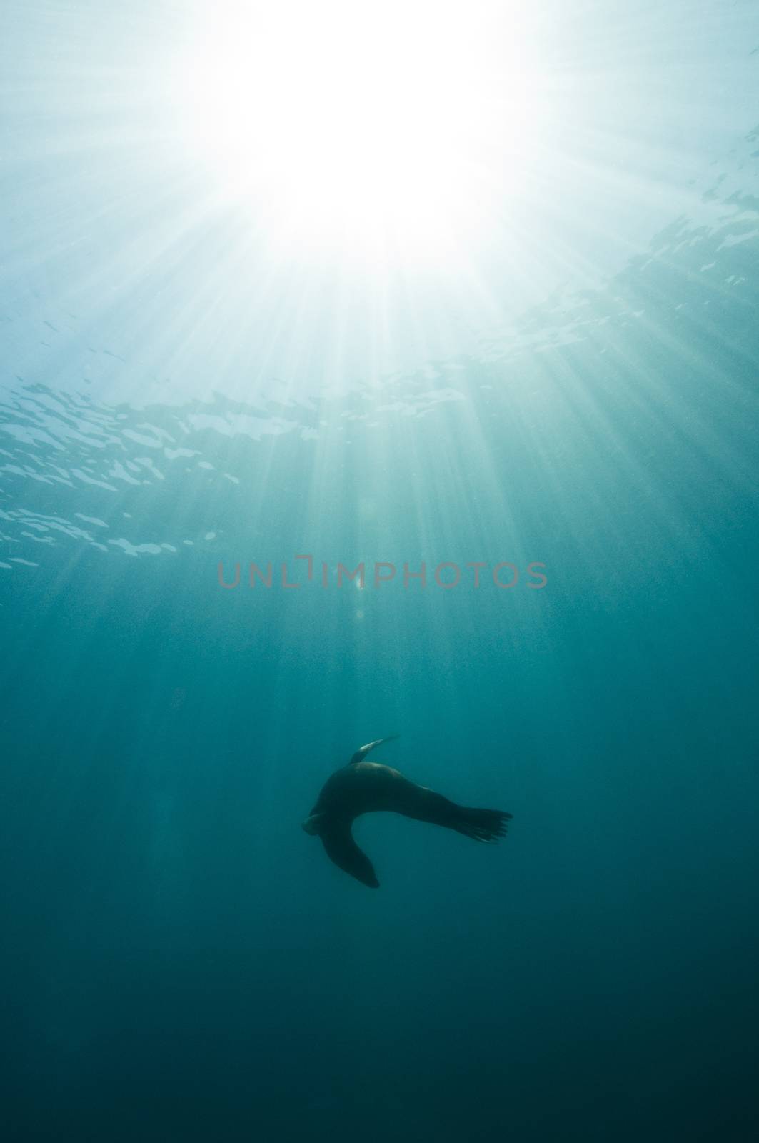 California sea lion (Zalophus californianus) silhouetted by sun. Sea Lion Rookery, Santa Barbara, Channel Islands, 33°28.45 N 119°1.71 W