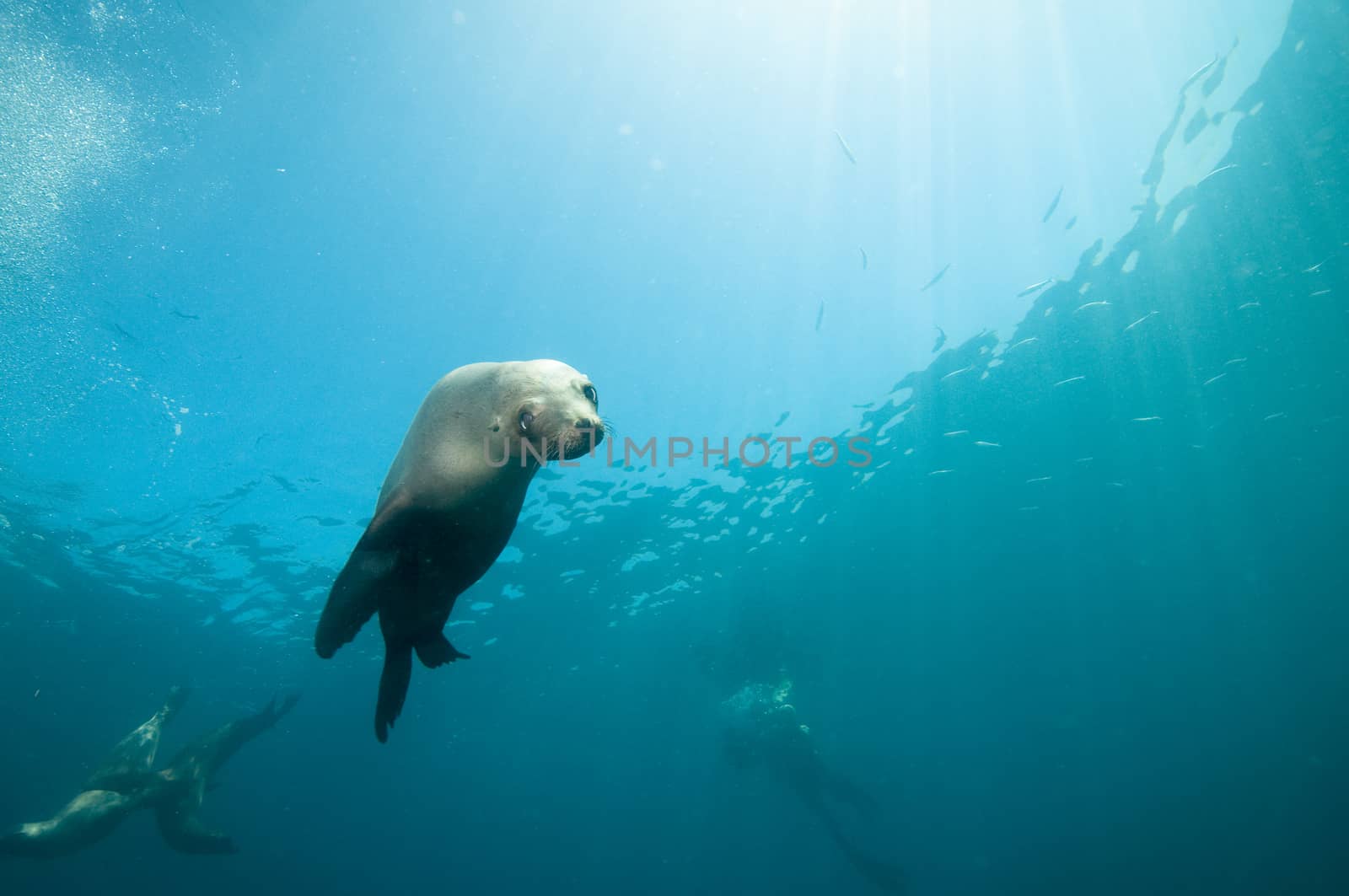 California sea lion (Zalophus californianus)