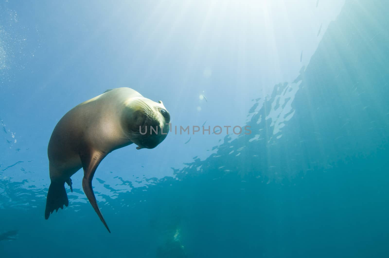 California sea lion (Zalophus californianus). Sea Lion Rookery, Santa Barbara, Channel Islands, 33°28.45 N 119°1.71 W