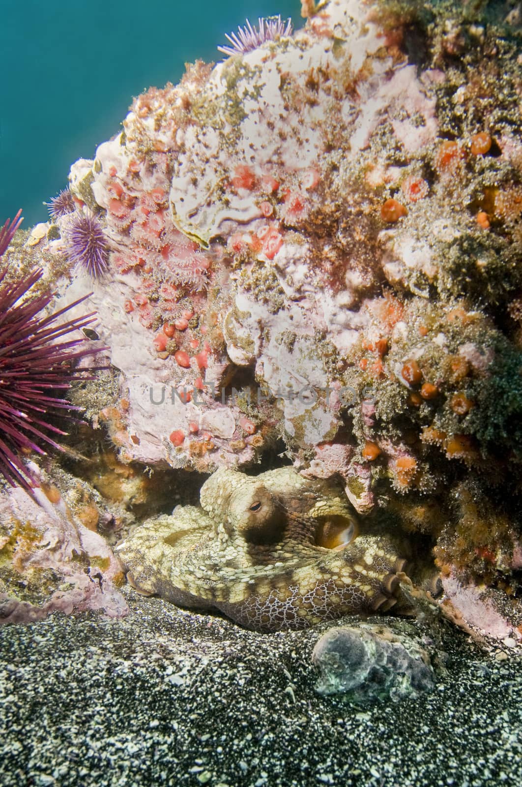 Octopus nestled under rock off Santa Barbara Island, CA