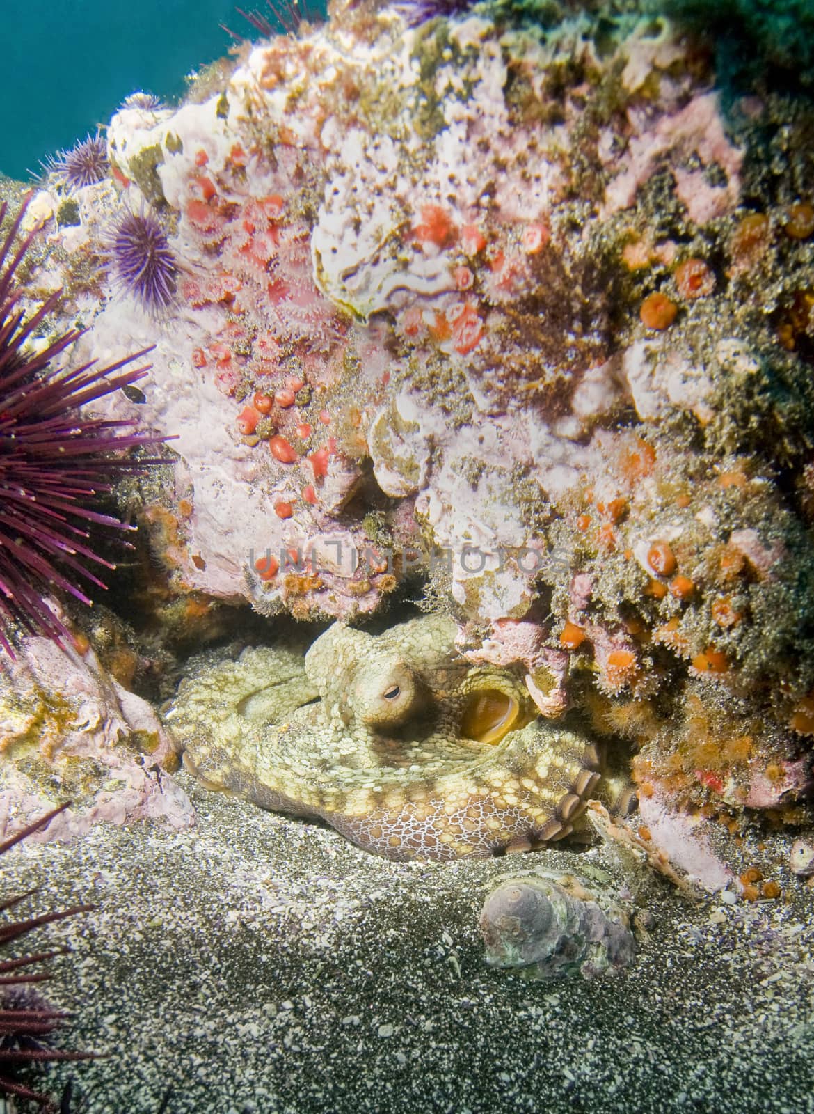 Octopus nestled under rock off Santa Barbara Island, CA by Njean