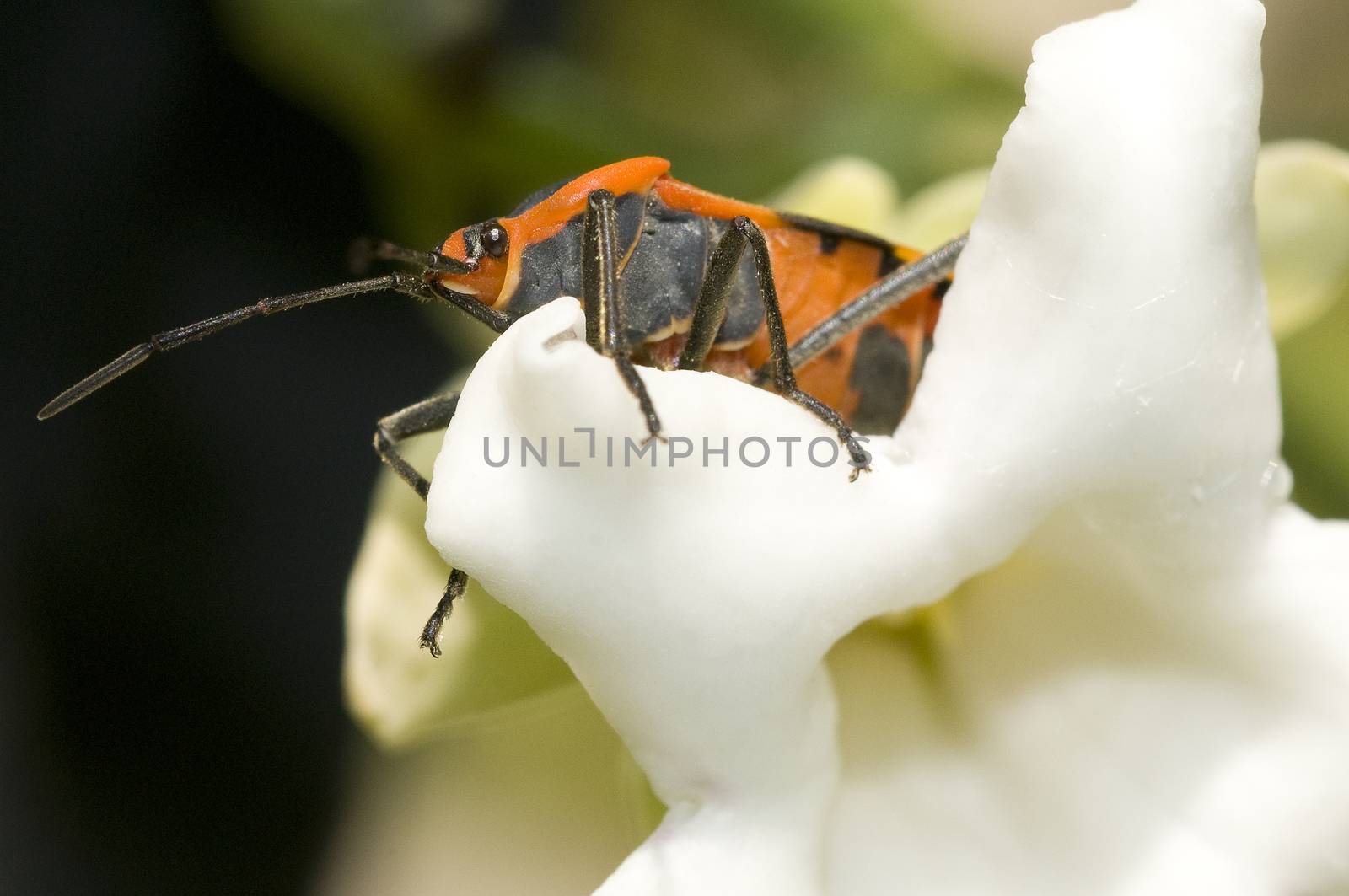 Small Milkweed Bug Lygaeus kalmii (plant bugs) by Njean