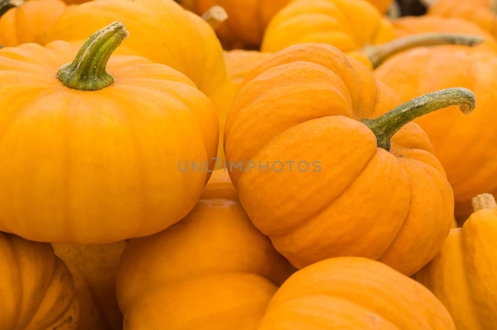 Miniature orange pumpkins for fall