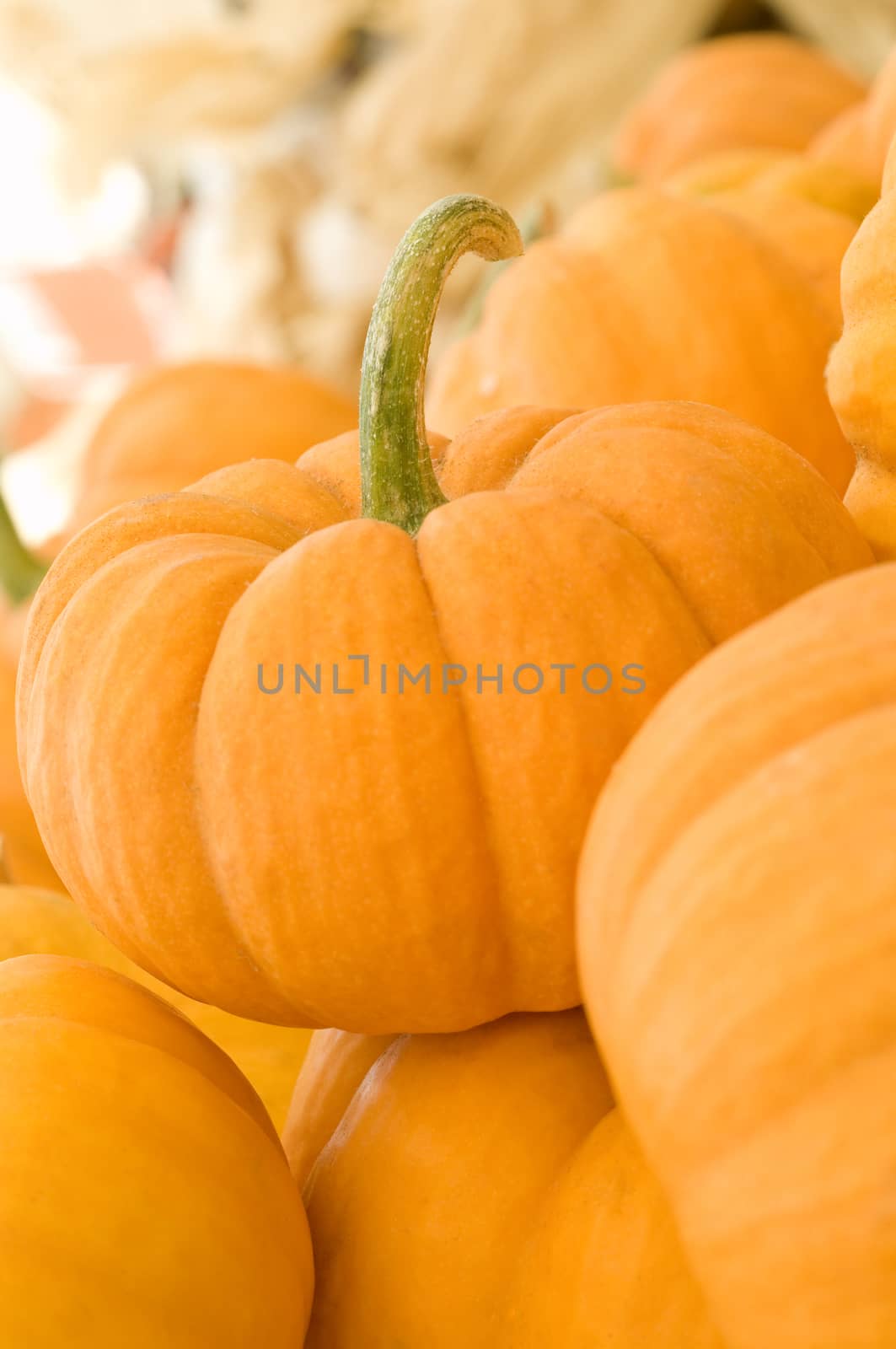 Small pumpkin in fall market