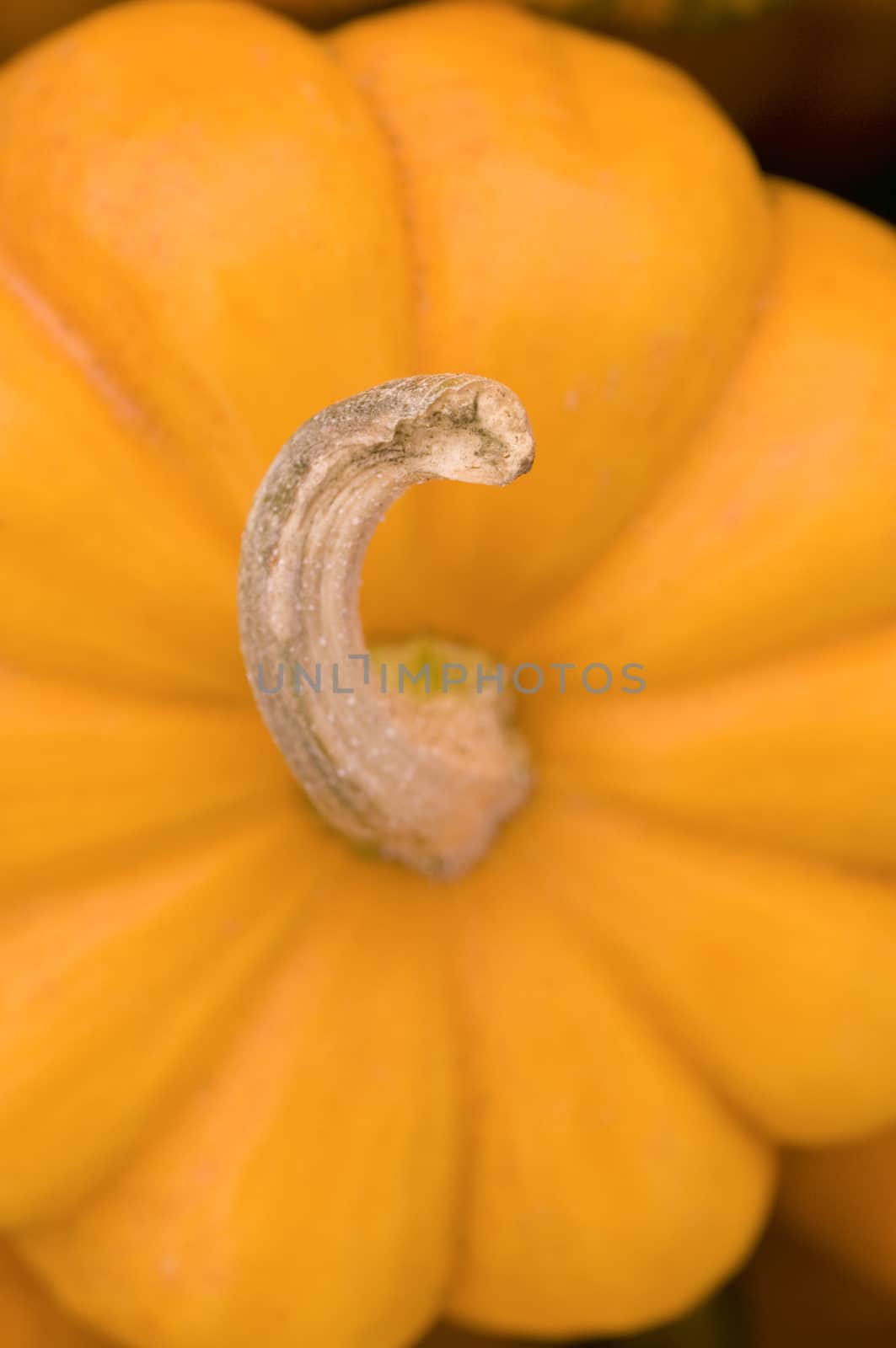 Macro pumpkin by Njean