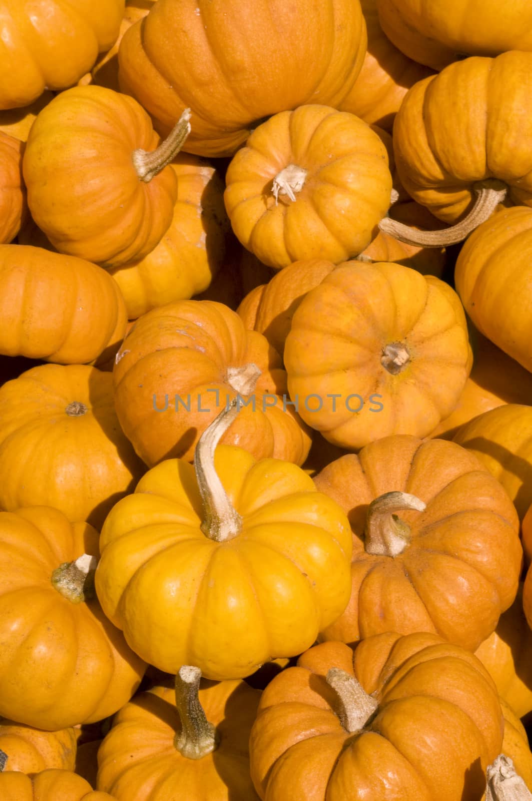 Mini pumpkins by Njean
