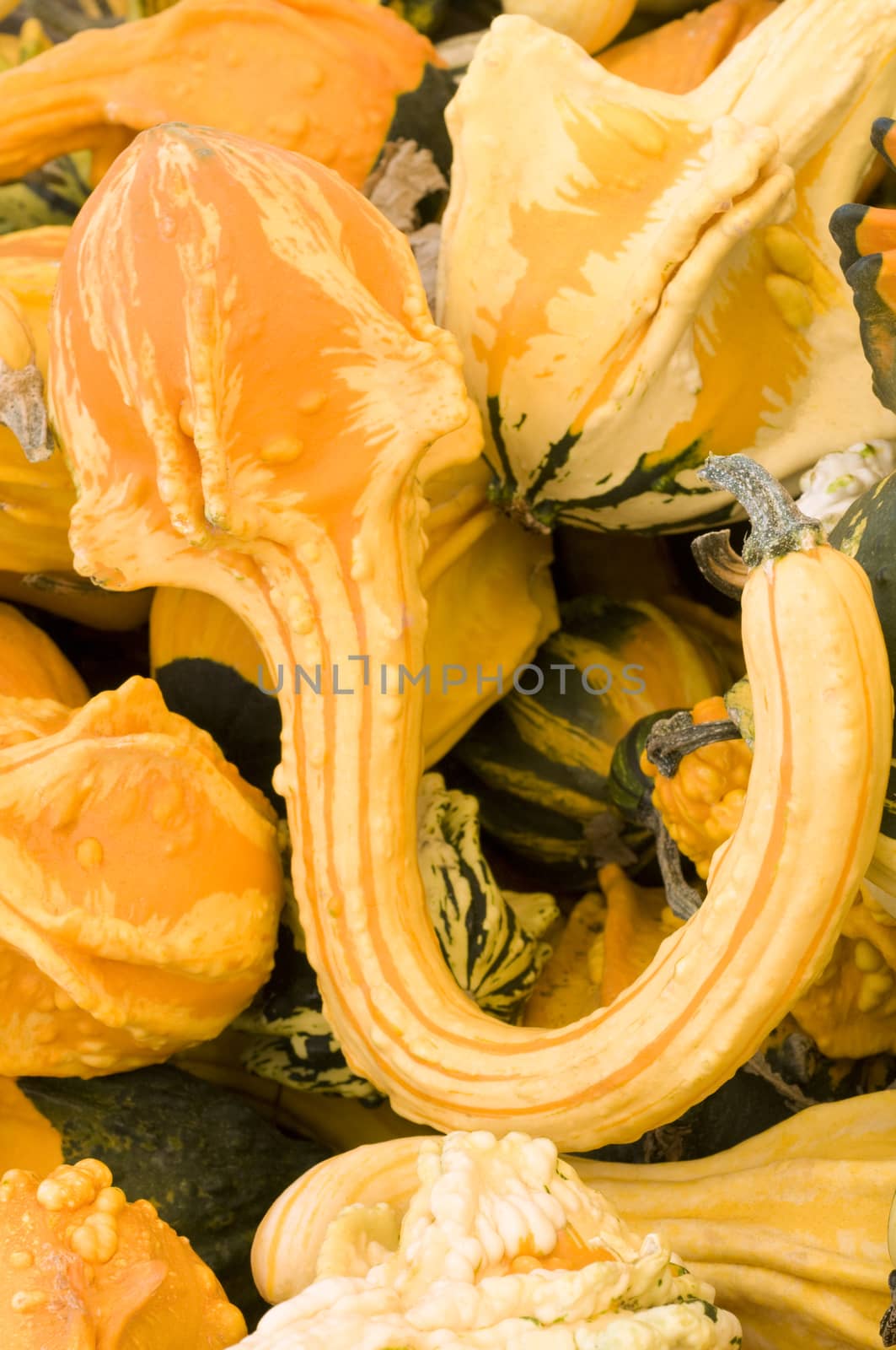 yellow gourd by Njean