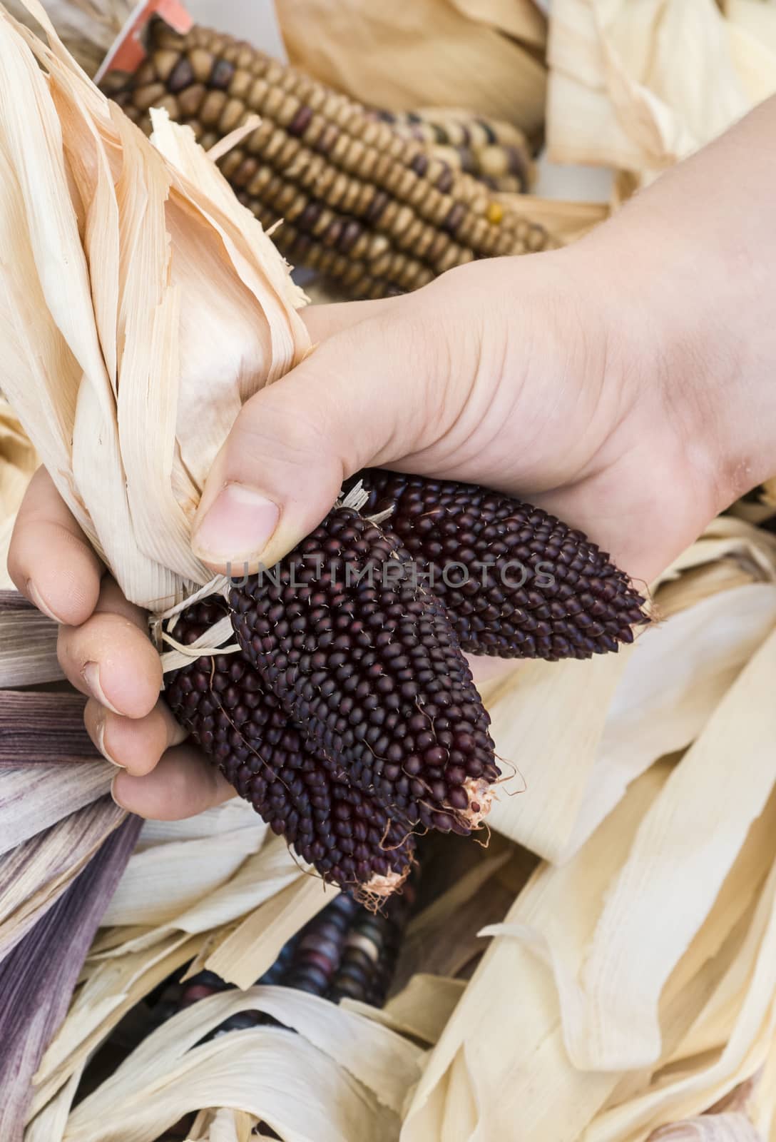 Indian Purple Corn for harvest by Njean