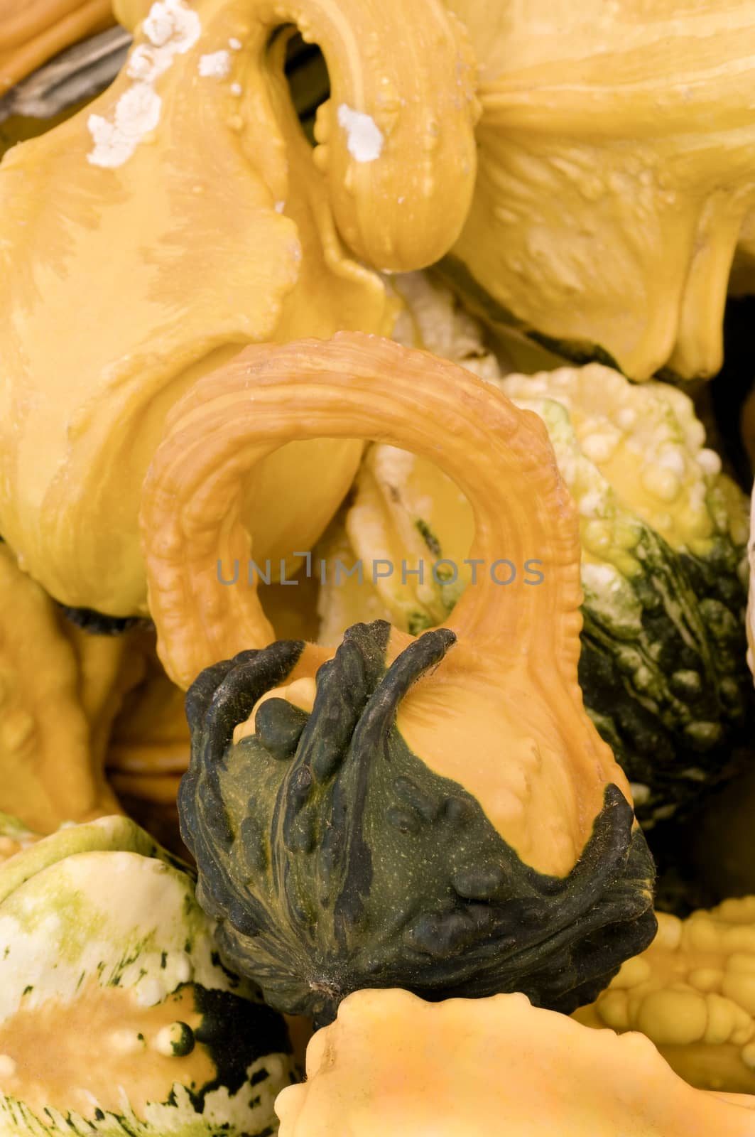 yellow and green gourd by Njean