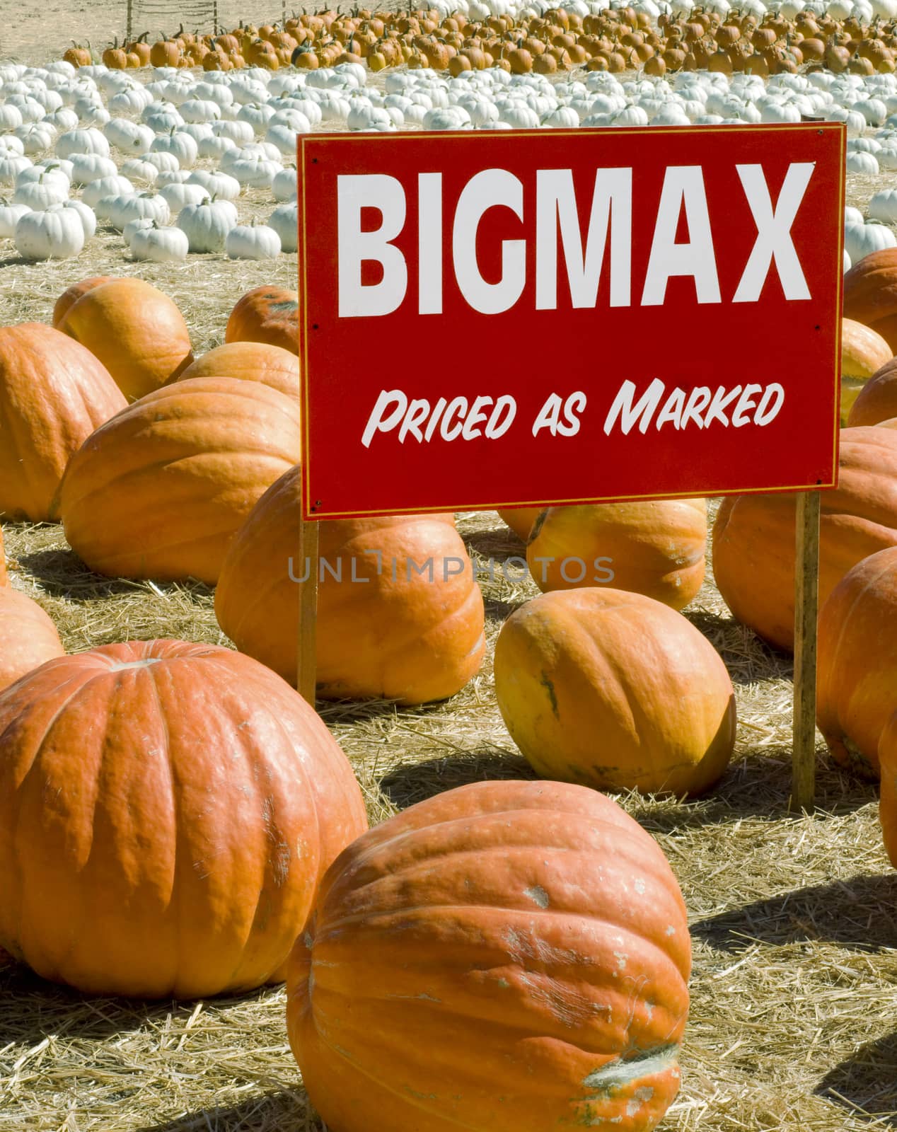 Big Max pumpkins by Njean
