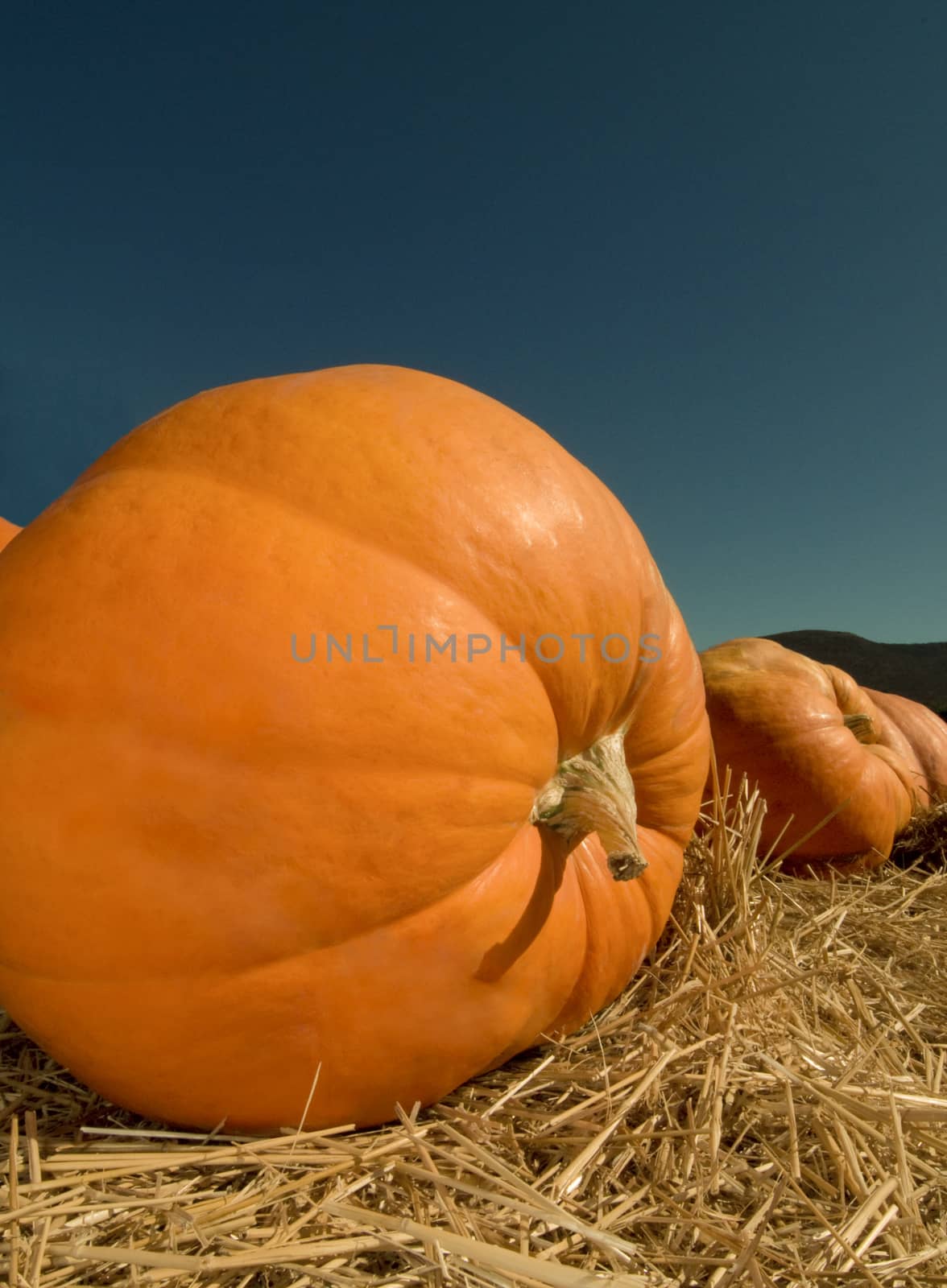 Front of a pumpkin in a pumpkin patch by Njean