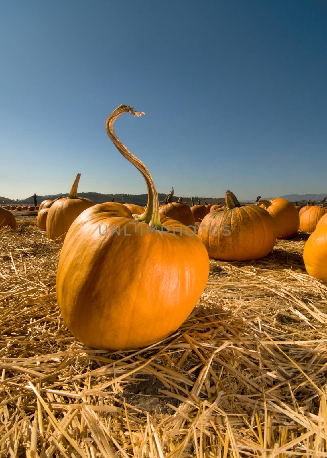 pumpkin field by Njean