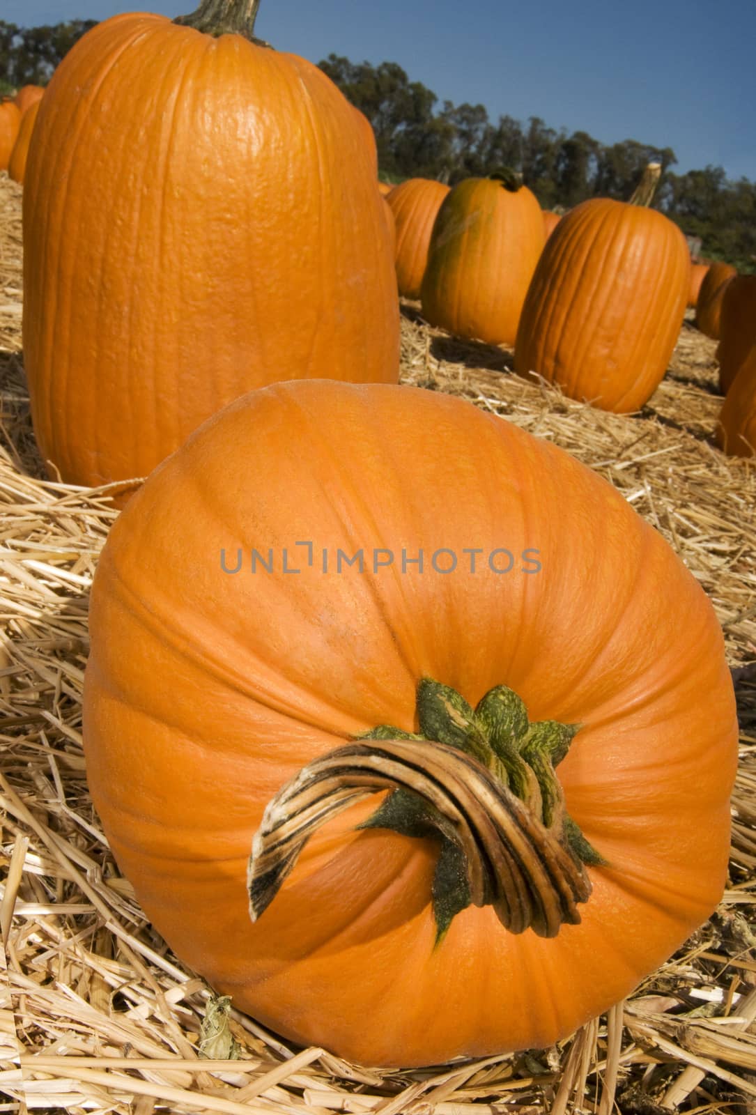 Pumpkins by Njean