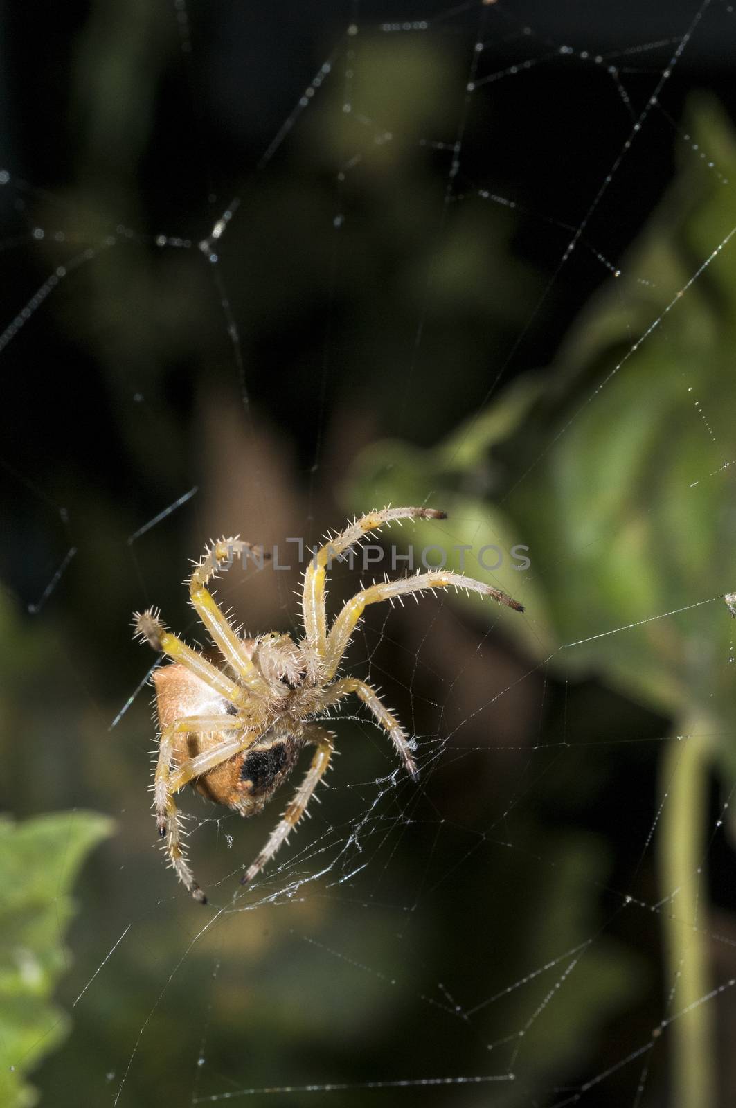 Garden spider in web by Njean