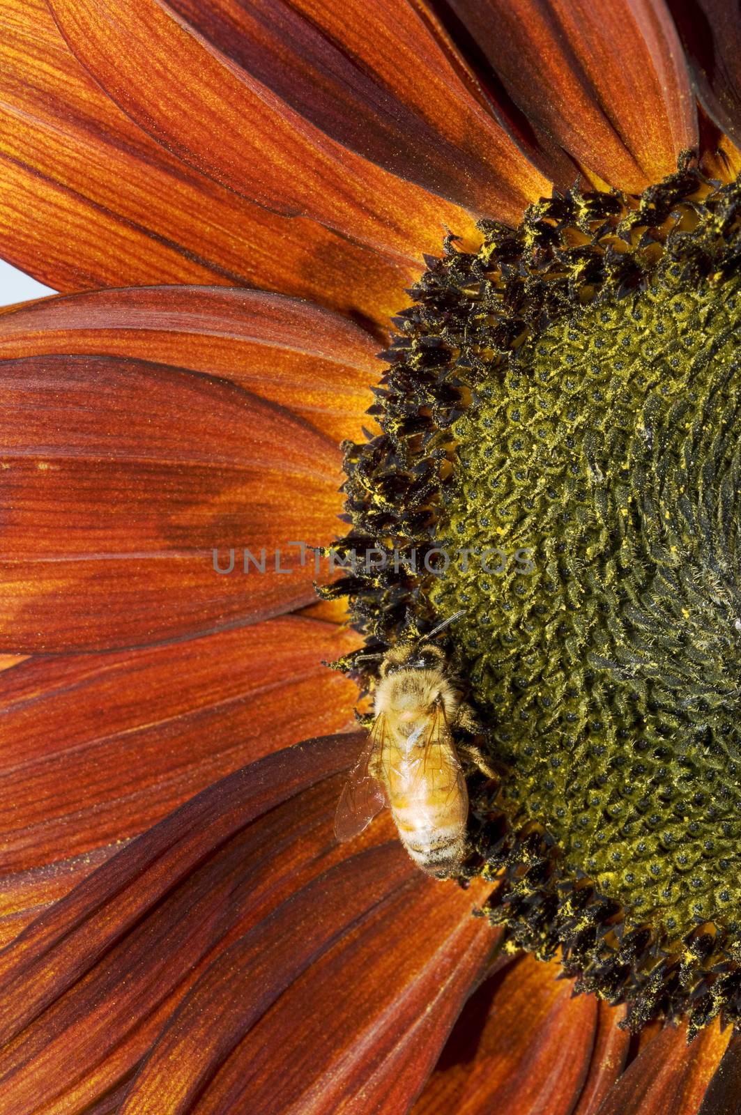 Western honey bee or European honey bee (Apis mellifera) by Njean