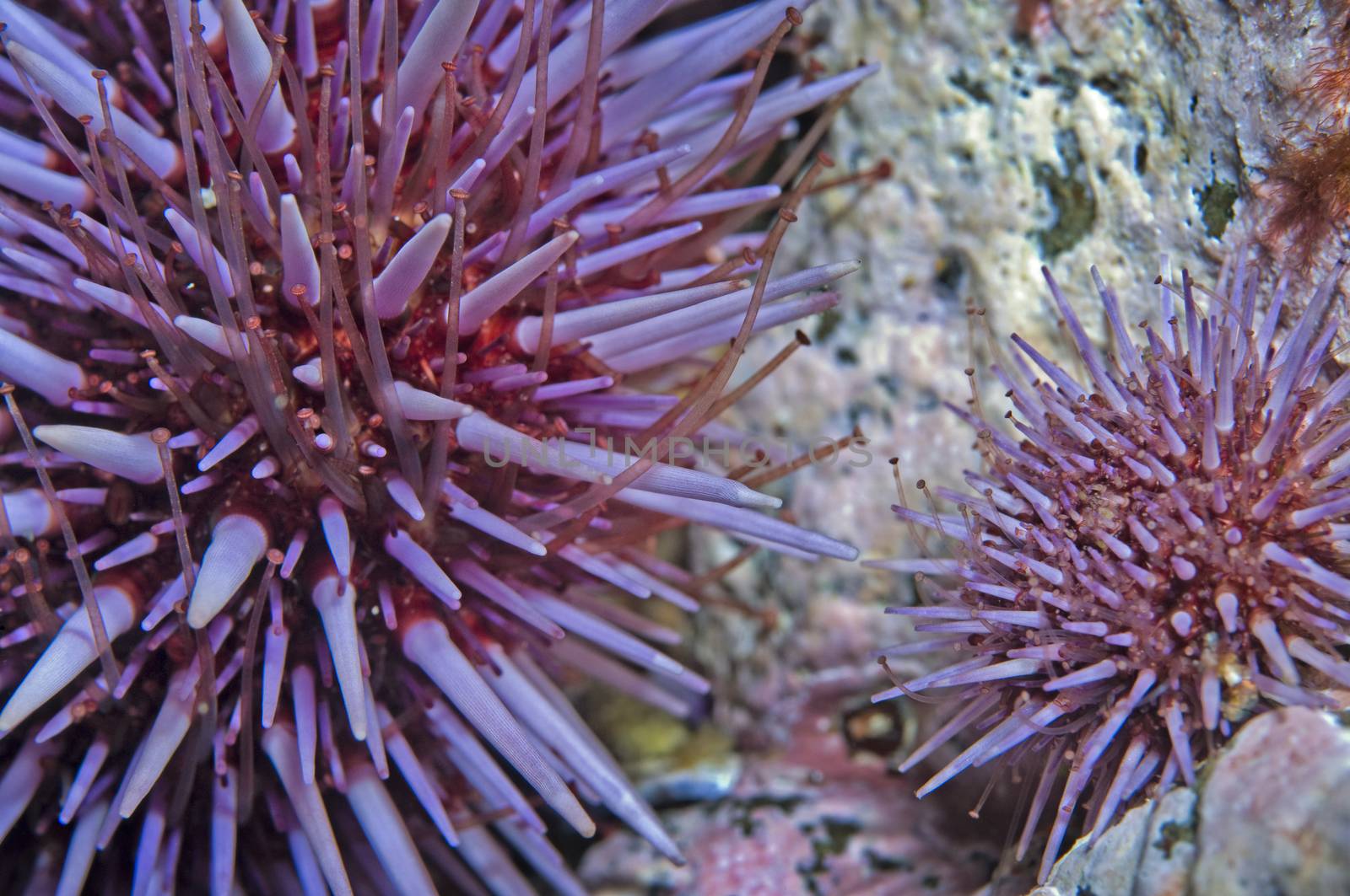 Purple Sea Urchin (Strongylocentrotus purpuratus) by Njean