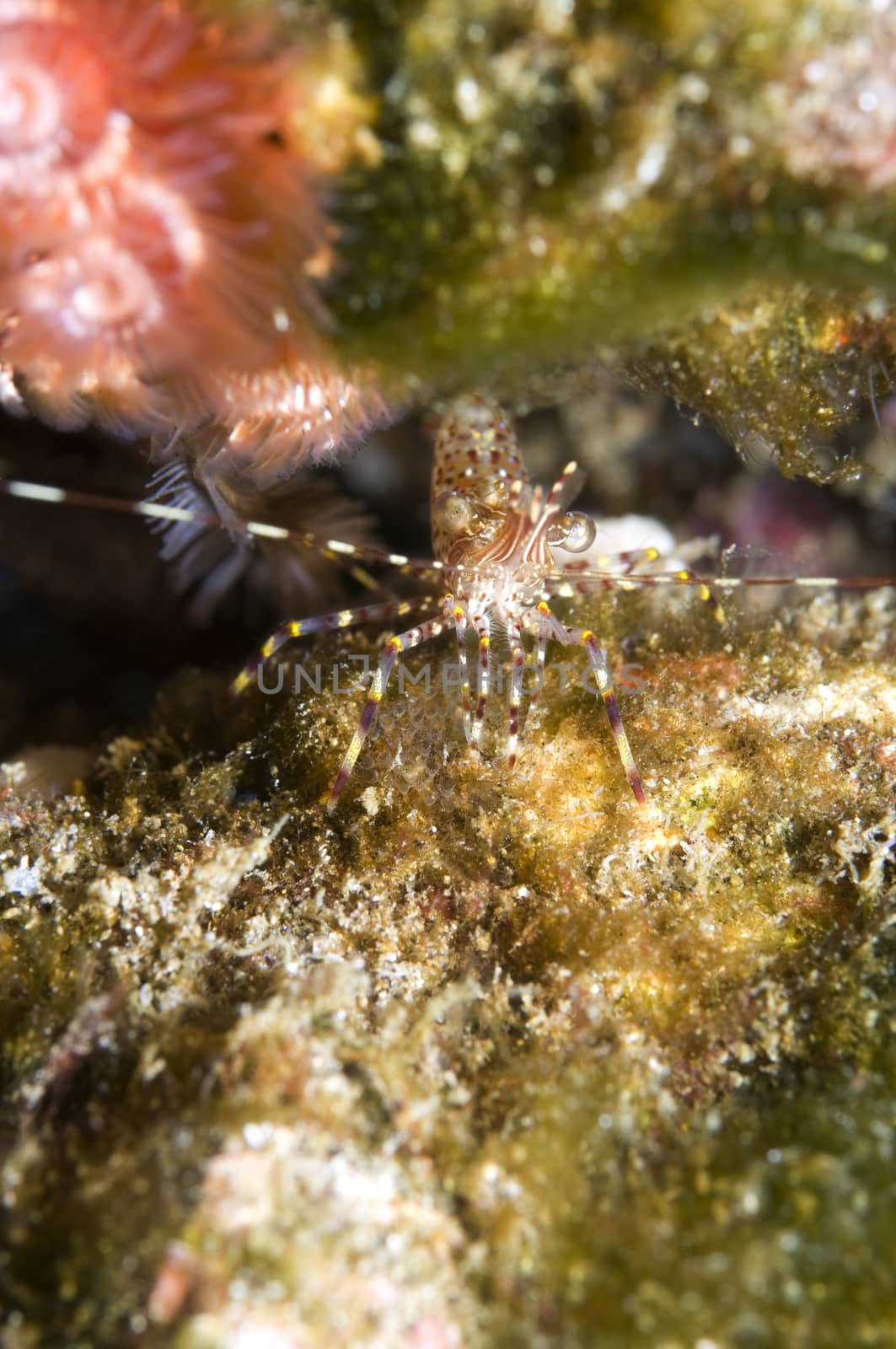 Coonstriped shrimp (Pandalus hypsinotus) by Njean