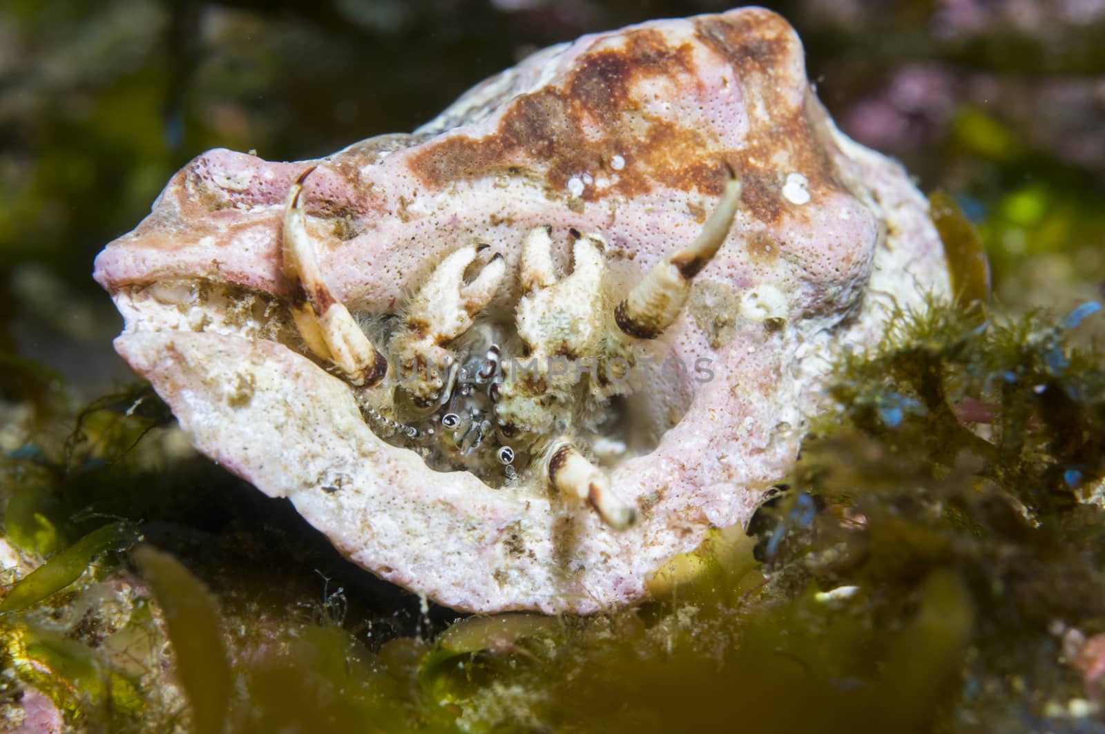 Hermit Crab in shell