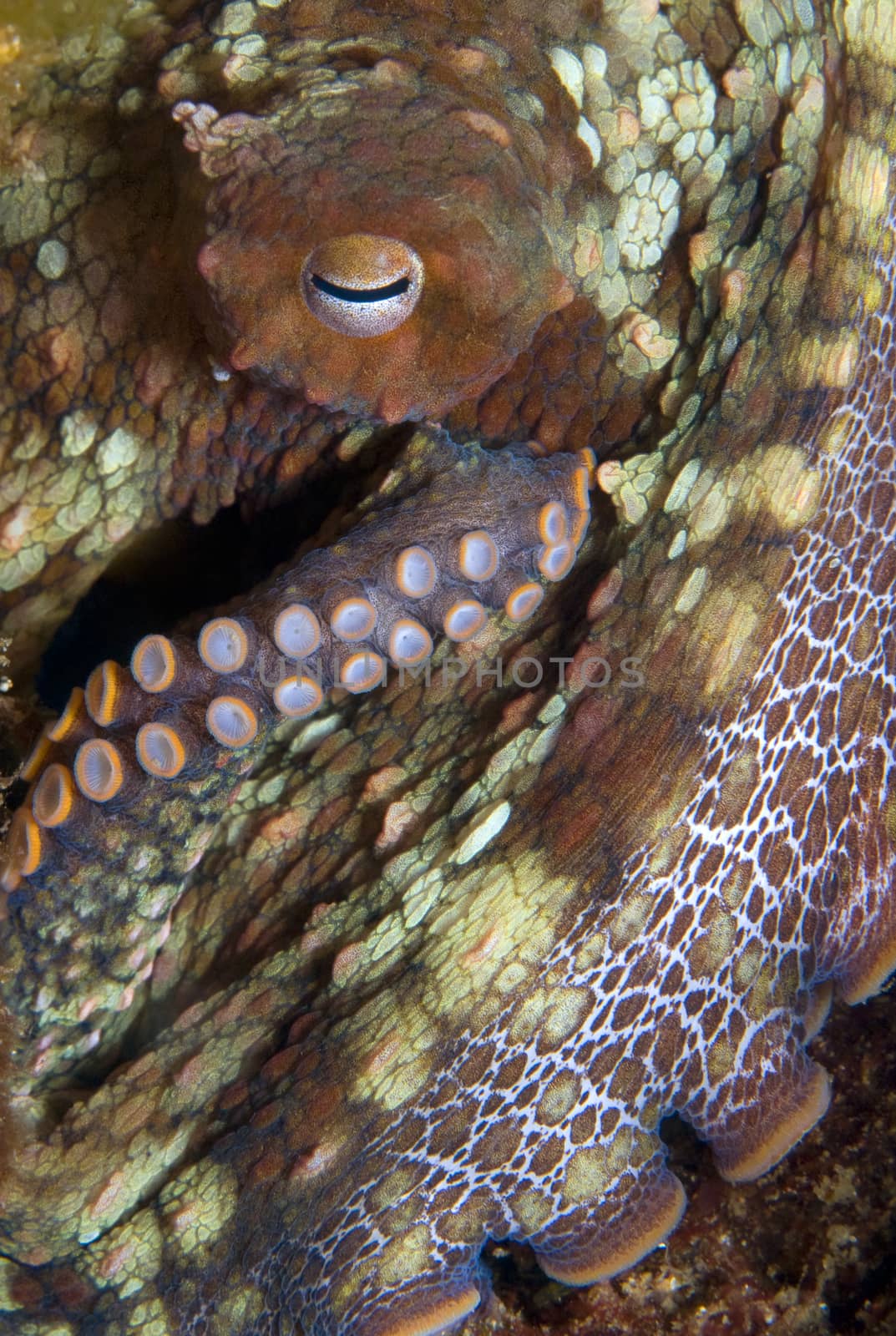 Octopus by Njean
