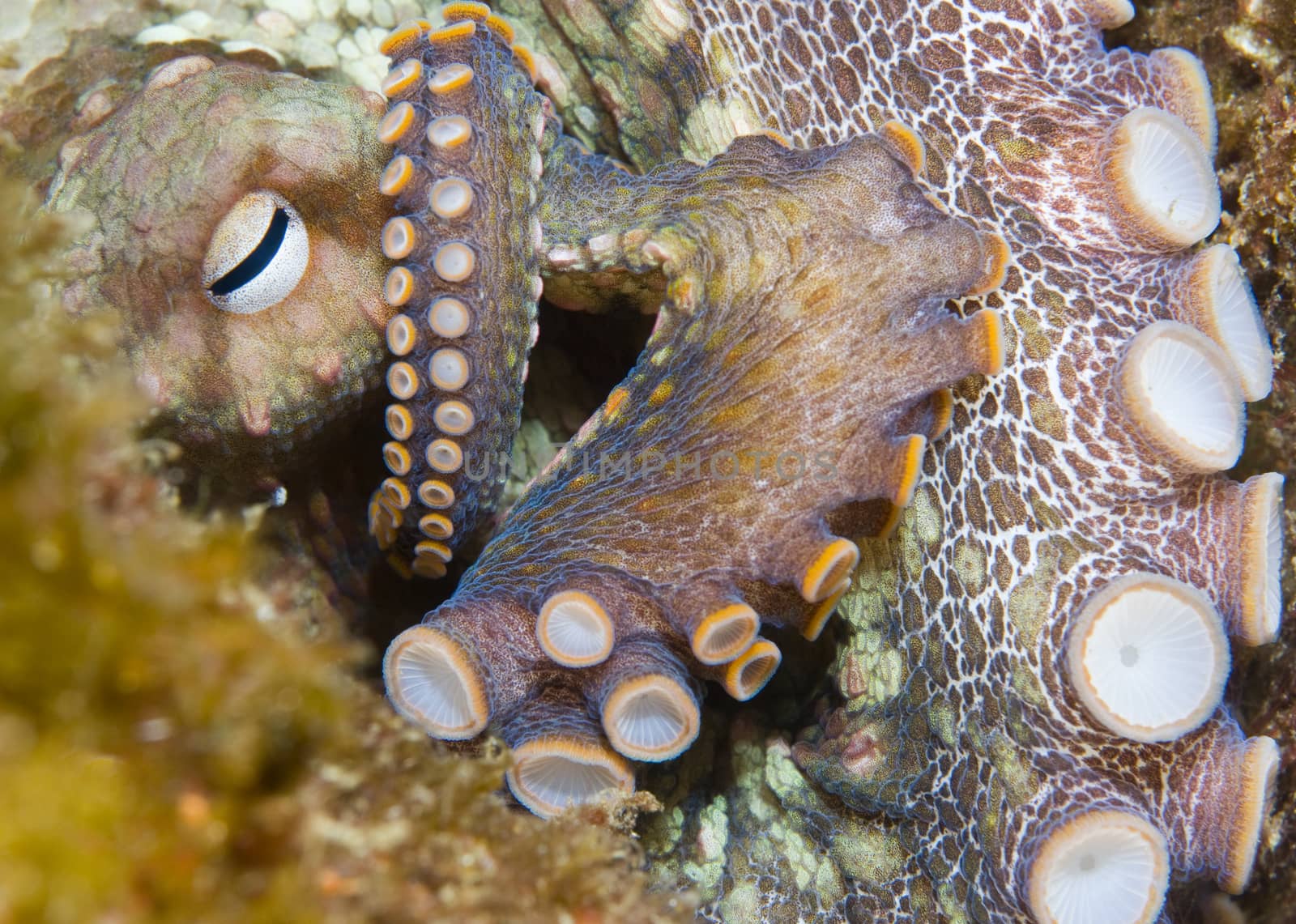 Octopus by Njean