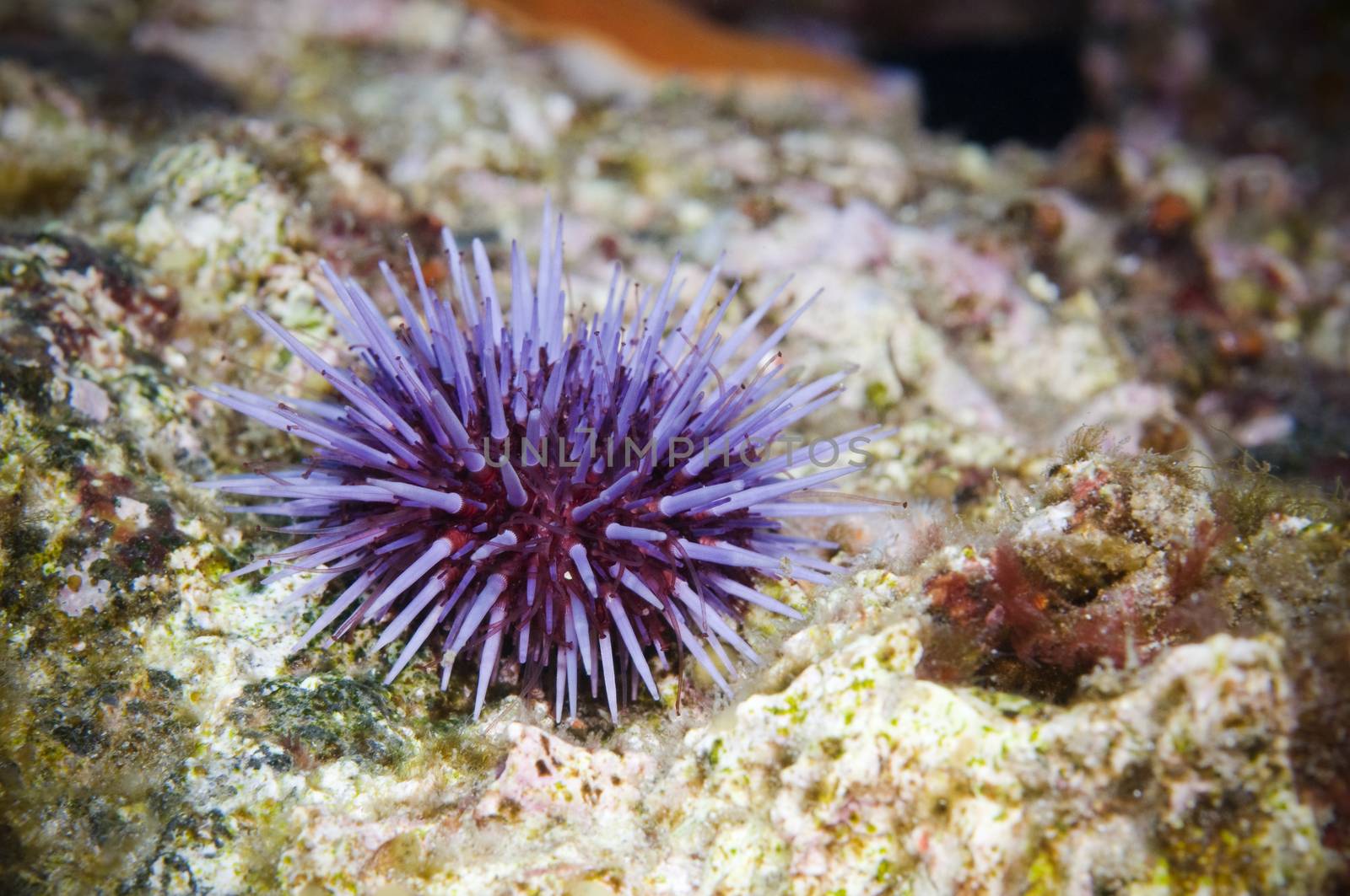 Purple Sea Urchin (Strongylocentrotus purpuratus)