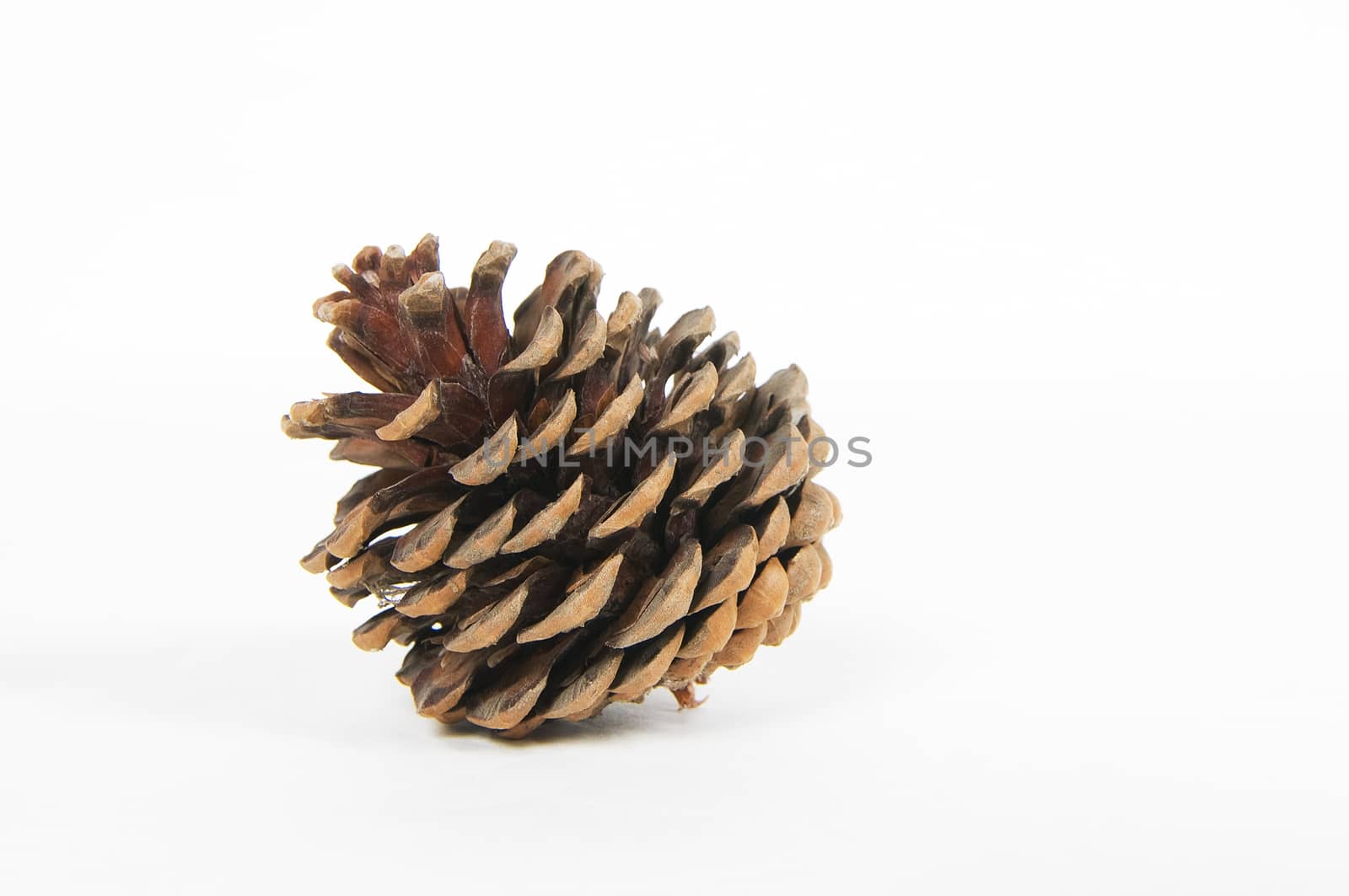 pinecone by Njean