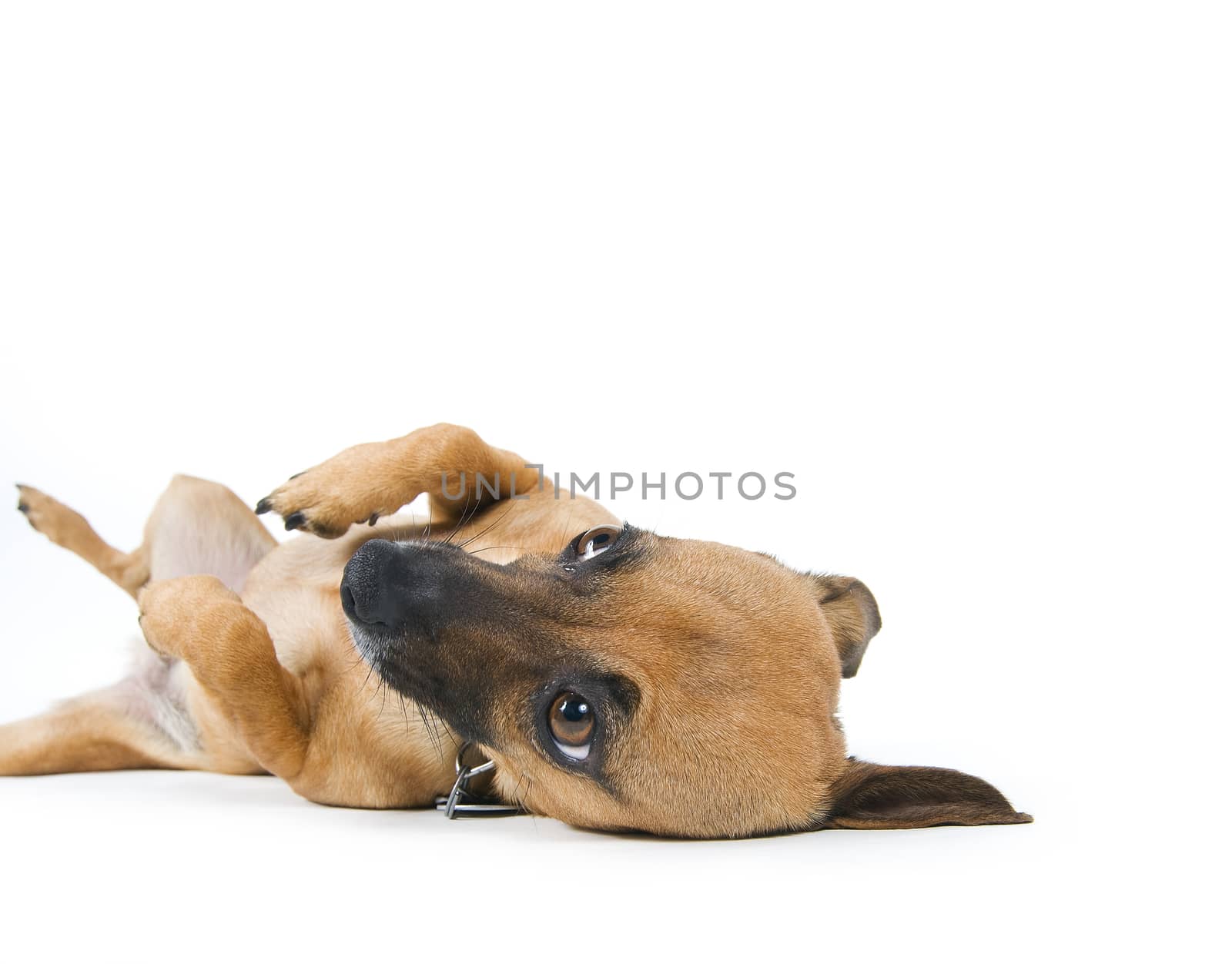 little brown dog rolling over by Njean