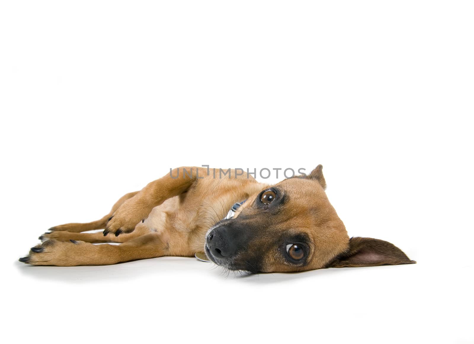 little brown dog resting