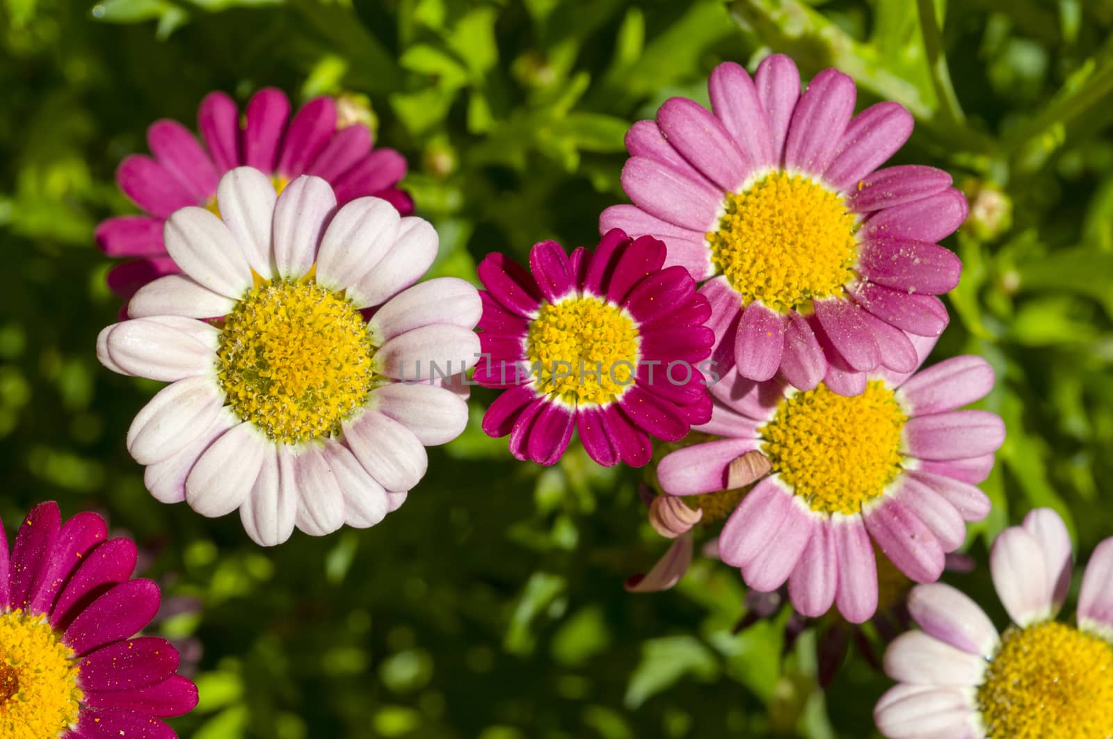 Blossoming flowers in variety of pink colors