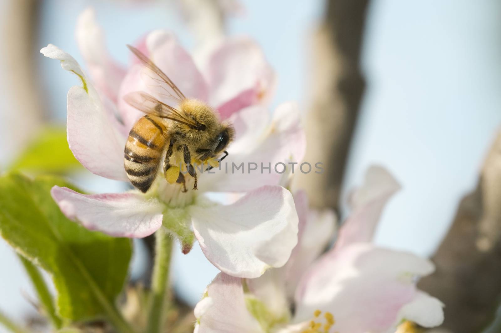 Western honey bee or European honey bee (Apis mellifera) by Njean