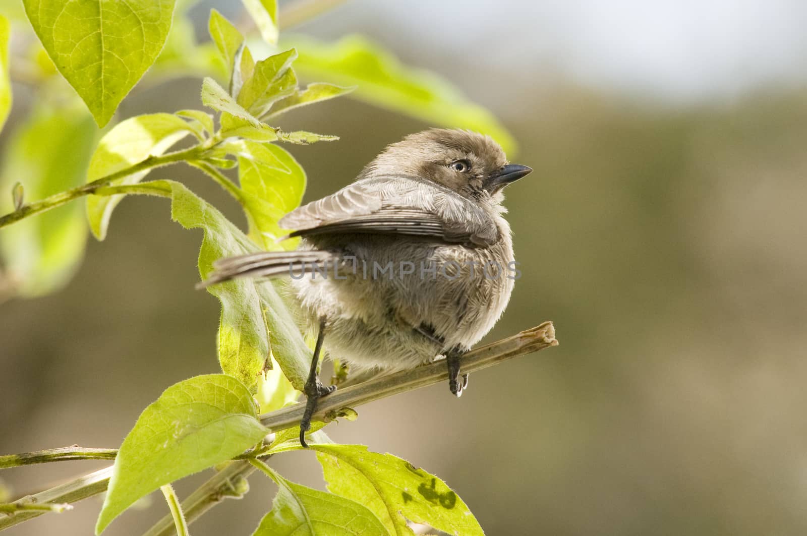 Small bird perched on branch by Njean