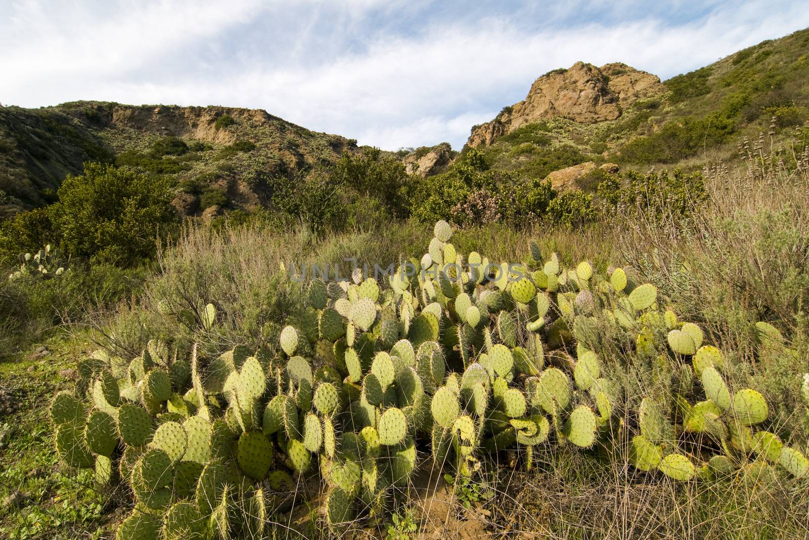 Prickly Pear Cactus (Optuntia engelmannii) along Lizard Trail, Wildwood Park, Thousand Oaks, CA