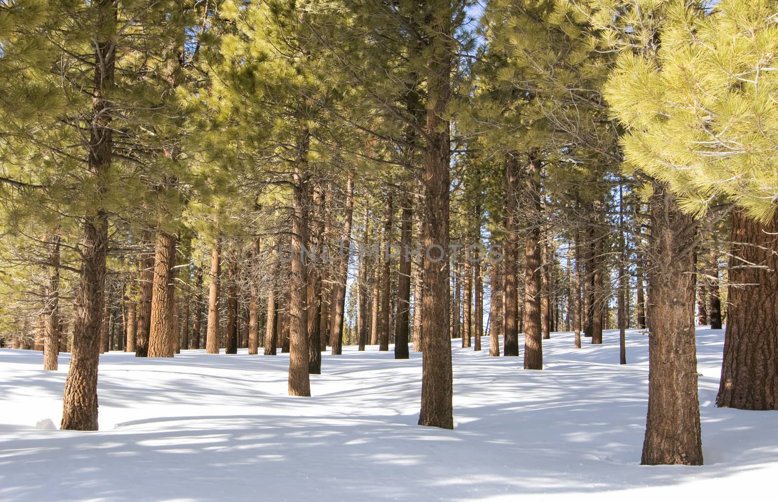 Pine trees in the snow by Njean