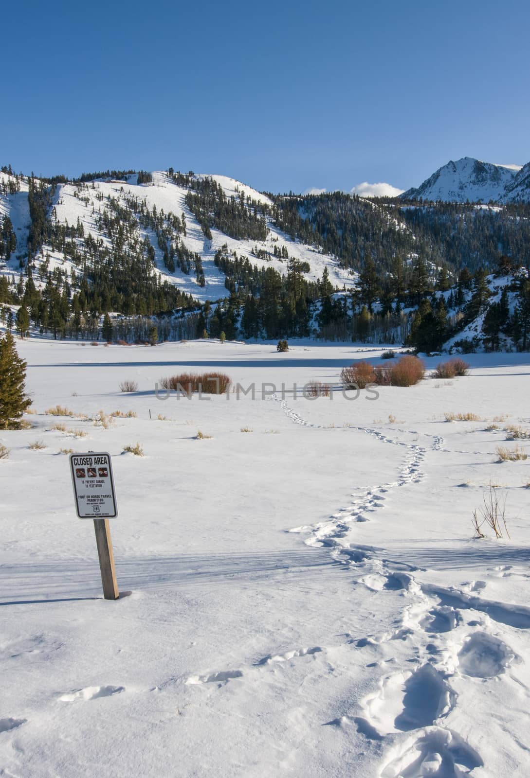 Footprints in snow tress-passing in closed area, June Lake Road, by Njean