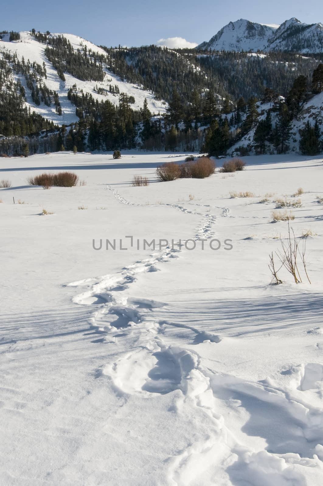 Footprints in the snow, June Lake Road, June Lake, CA
