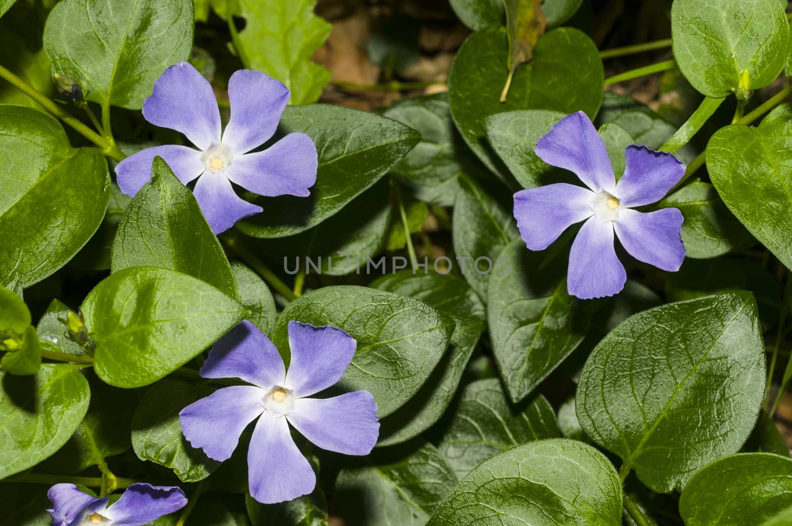 Periwinkle (Vinca minor) in Santa Barbara, CA by Njean