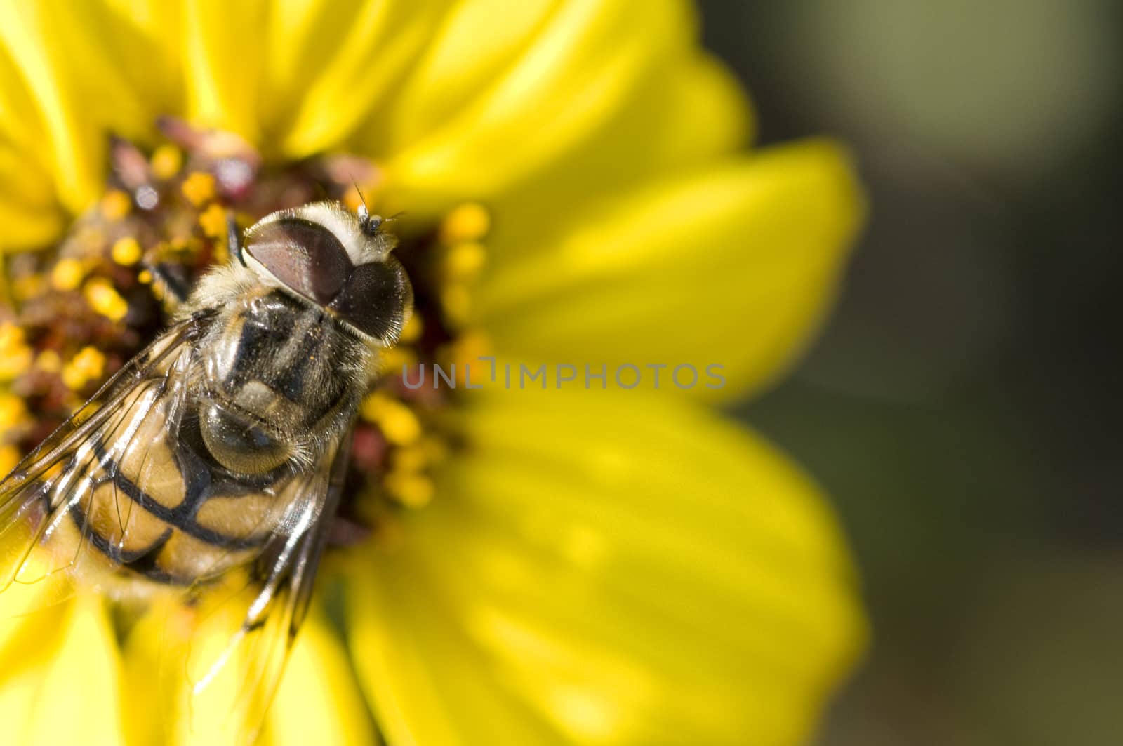 American Hover Fly Metasyrphus americanus by Njean