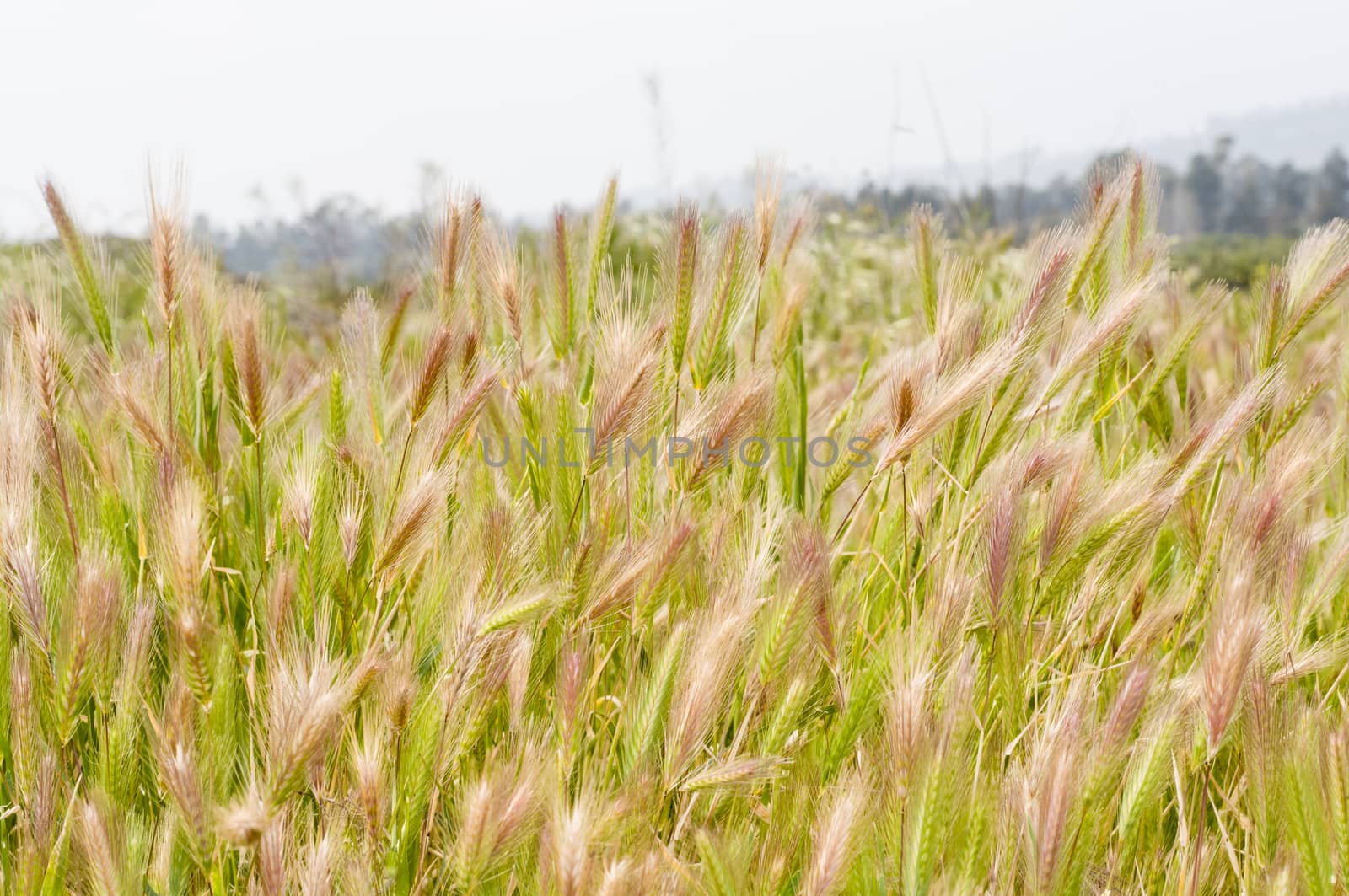 Wild wheat (Triticum) by Njean