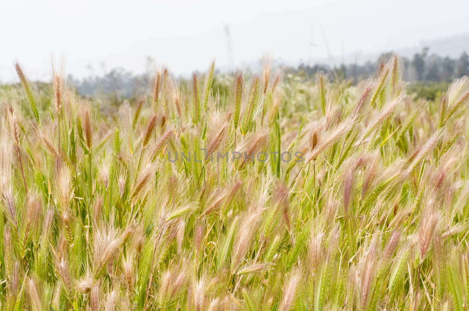 Wild wheat (Triticum)