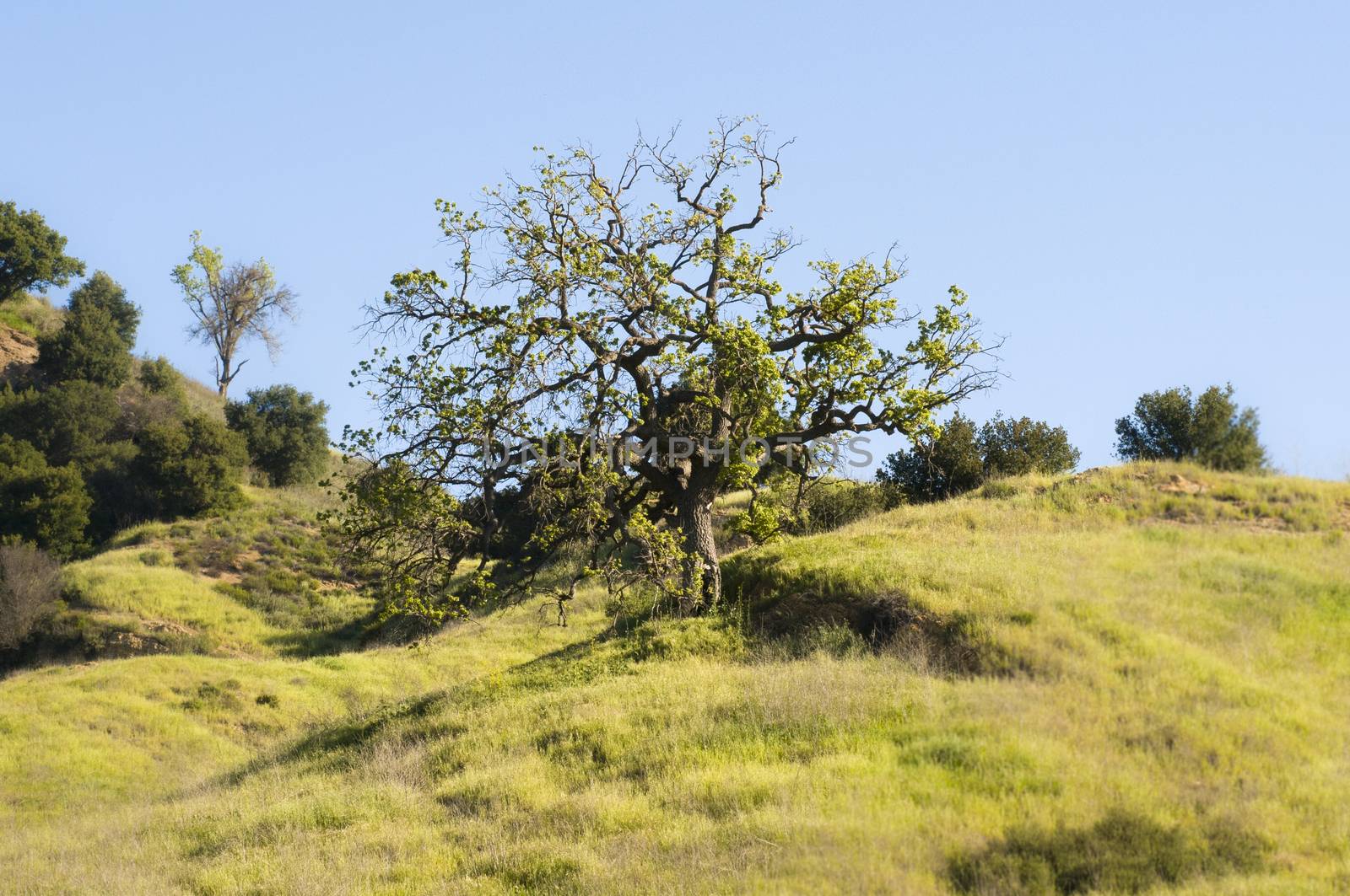 tree in Malibu Creek Sate Park, CA by Njean