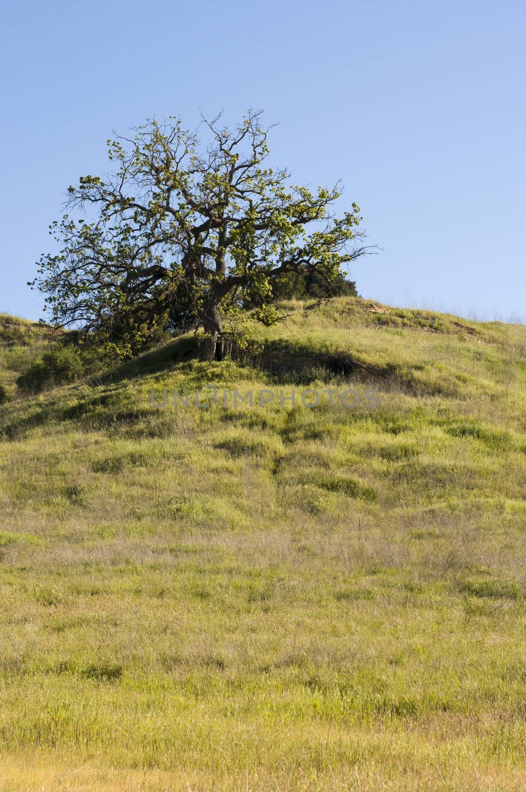 tree in Malibu Creek Sate Park, CA by Njean