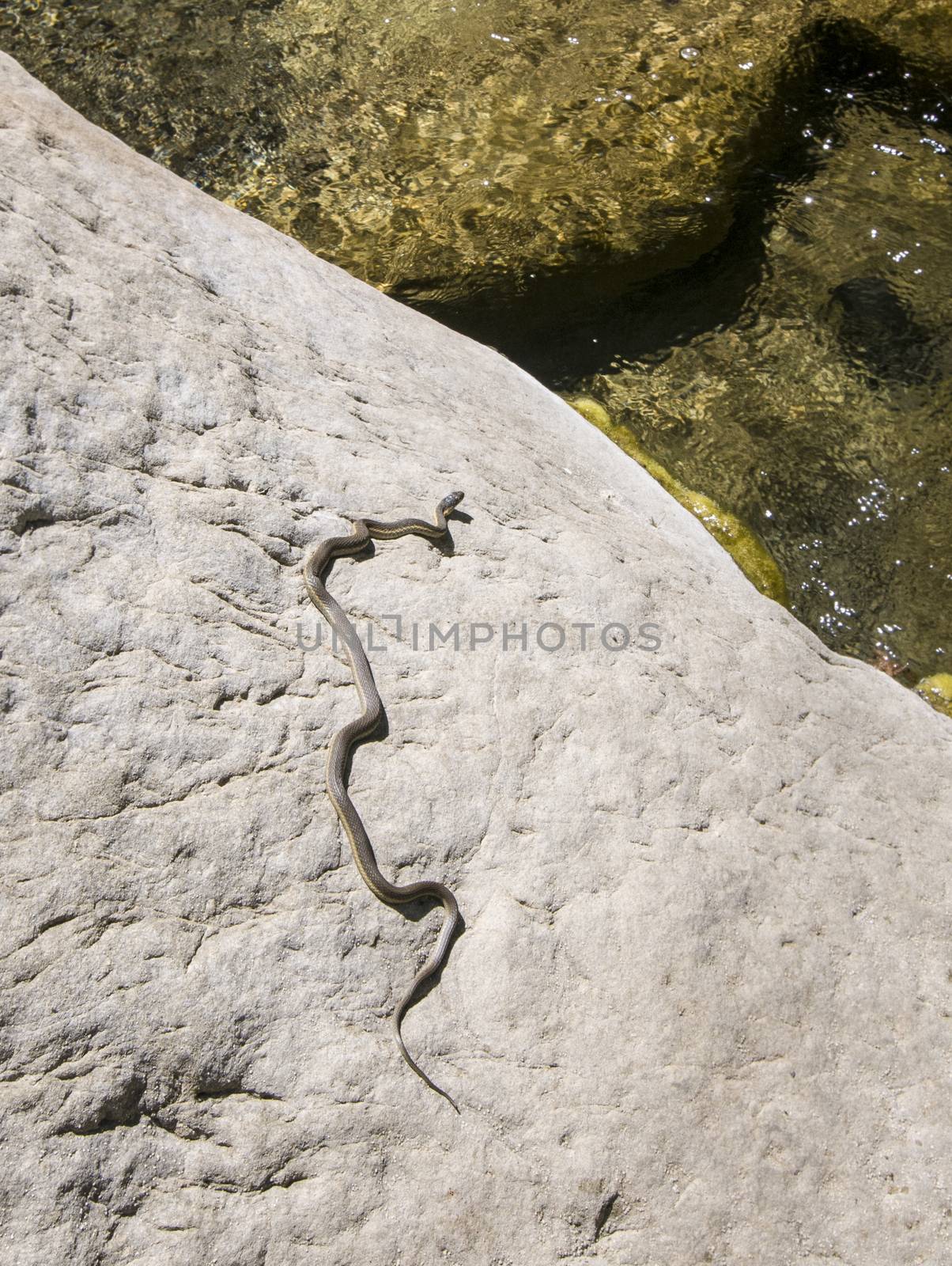 Snake sunning itself on rock in Matilaja Creek in Ojai, Californ by Njean