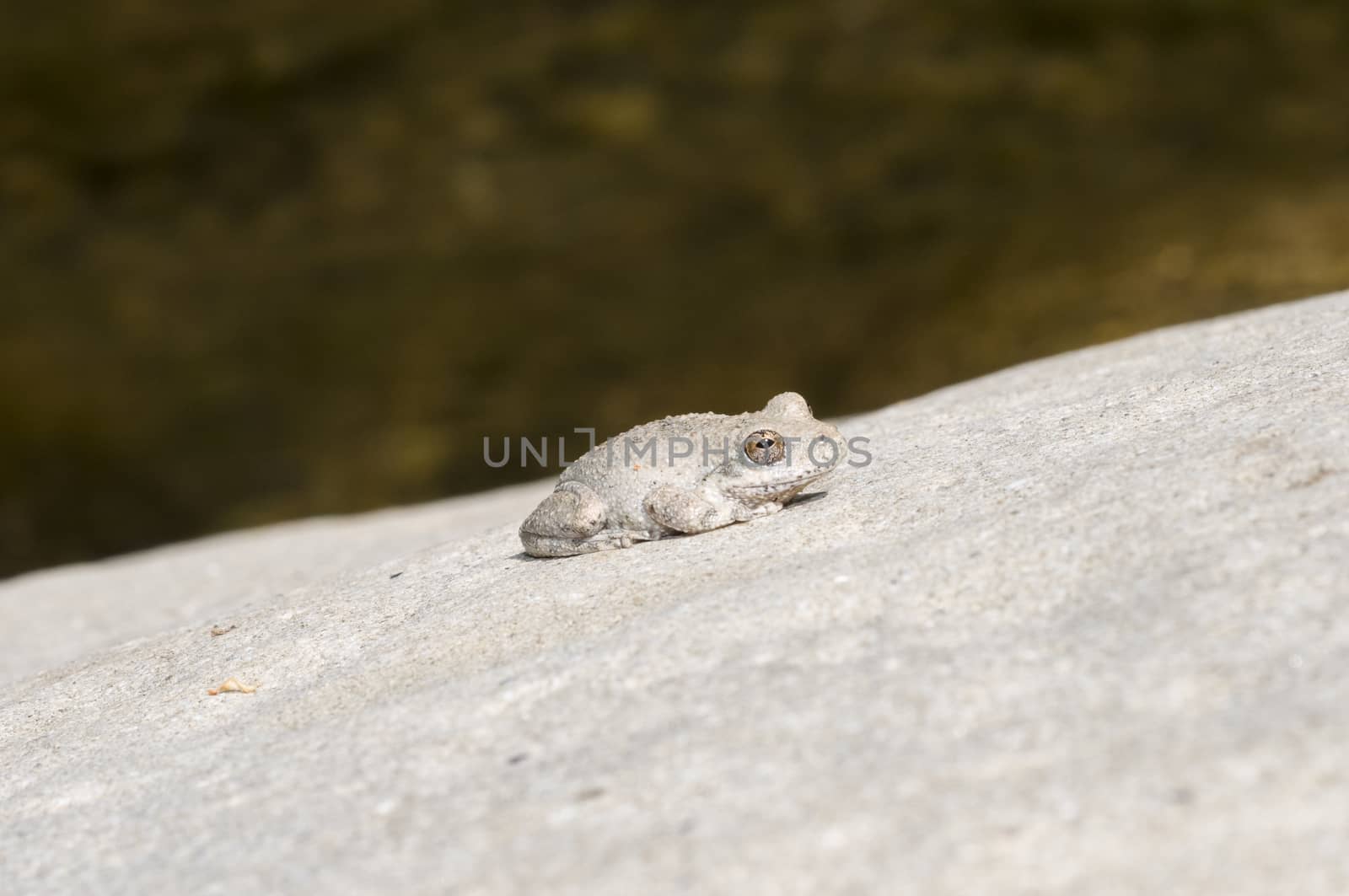 A wild grey Californian Treefrog by creek