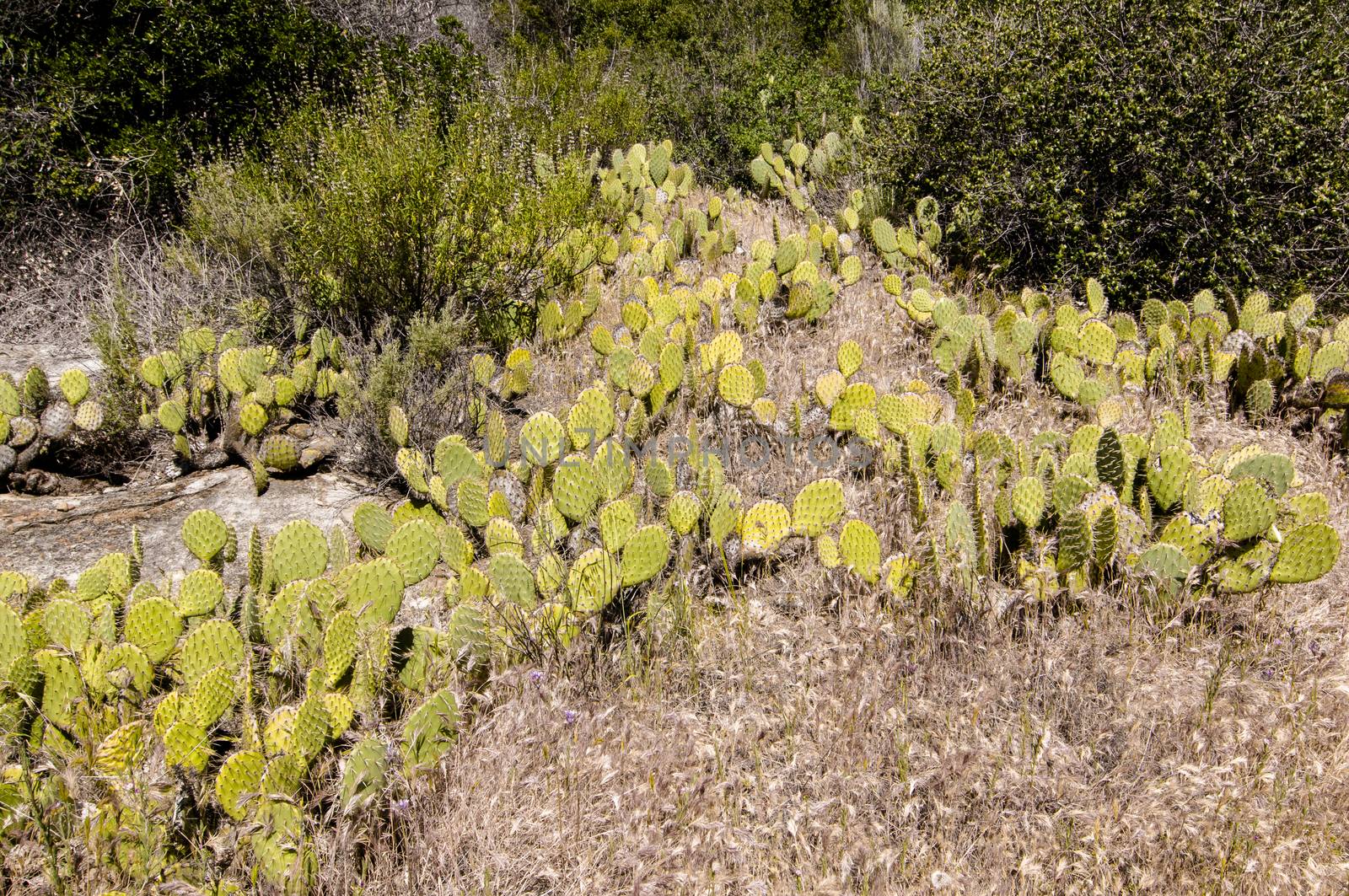 Optuntia engelmannii) along Matilija Creek, Ojai, CA