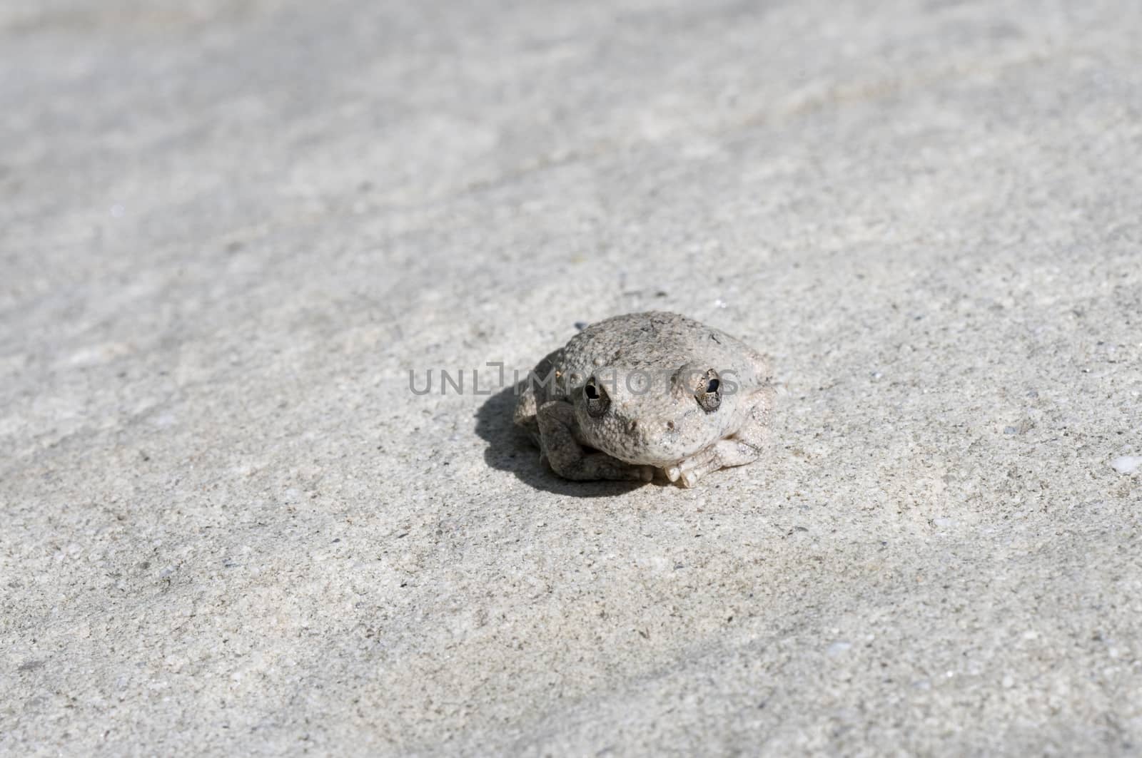 A wild grey Californian Treefrog blending into stone