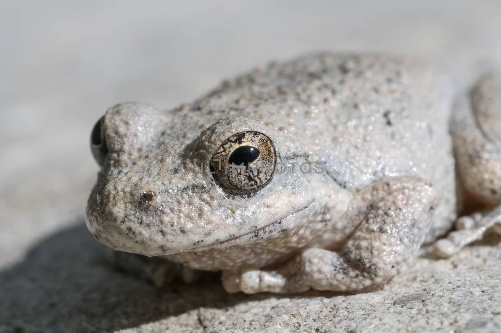 A wild grey Californian Treefrog blending into stone