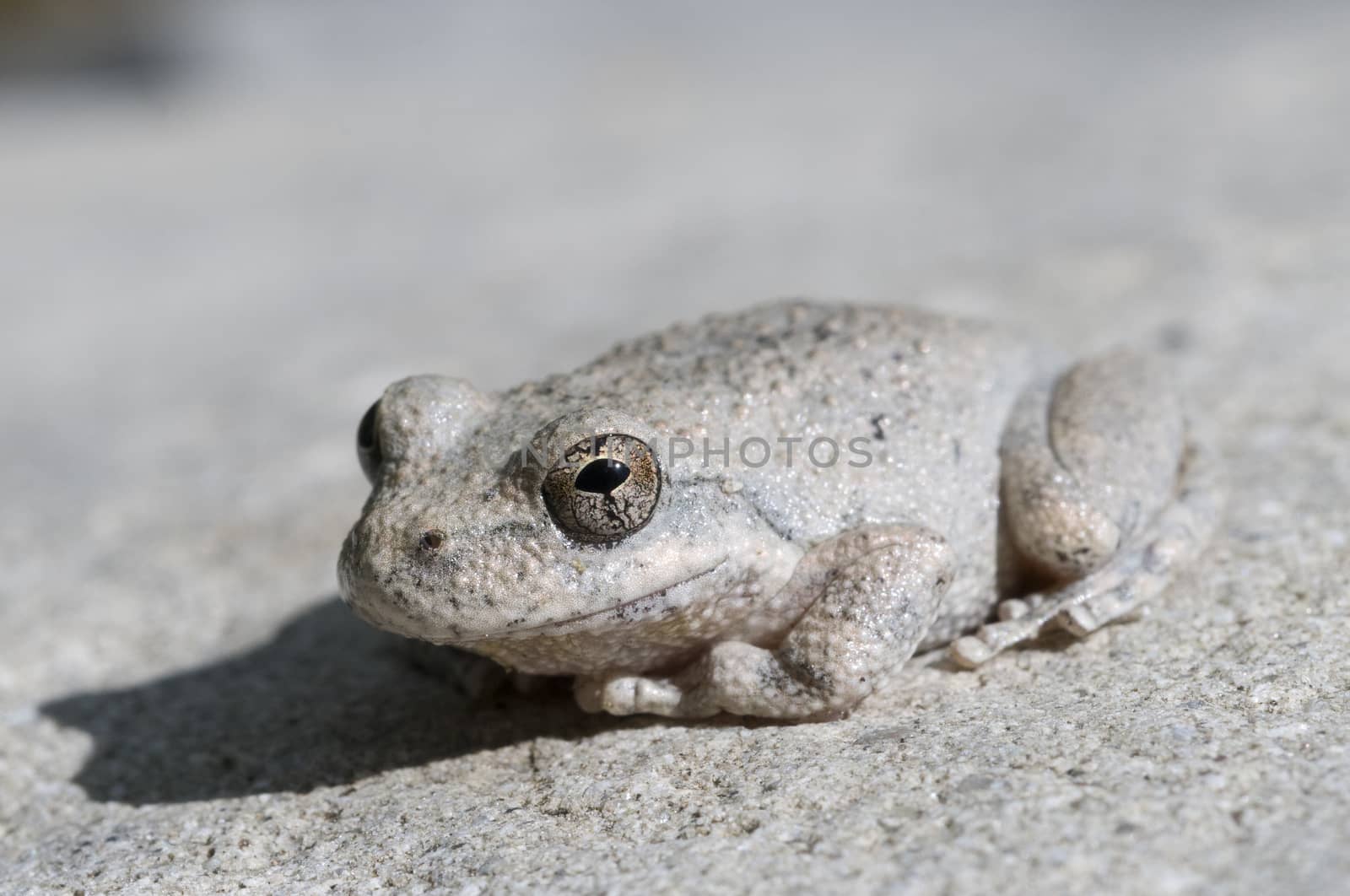 A wild grey Californian Treefrog blending into stone