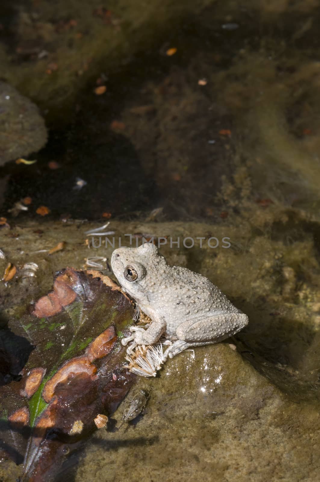 A wild grey Californian Treefrog in creek by Njean
