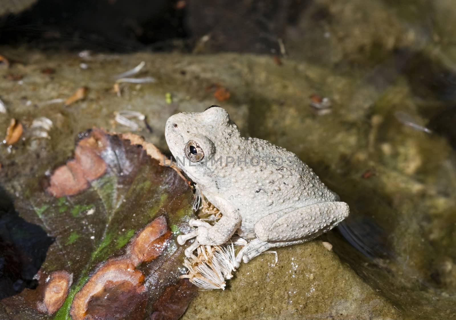 A wild grey Californian Treefrog in creek by Njean